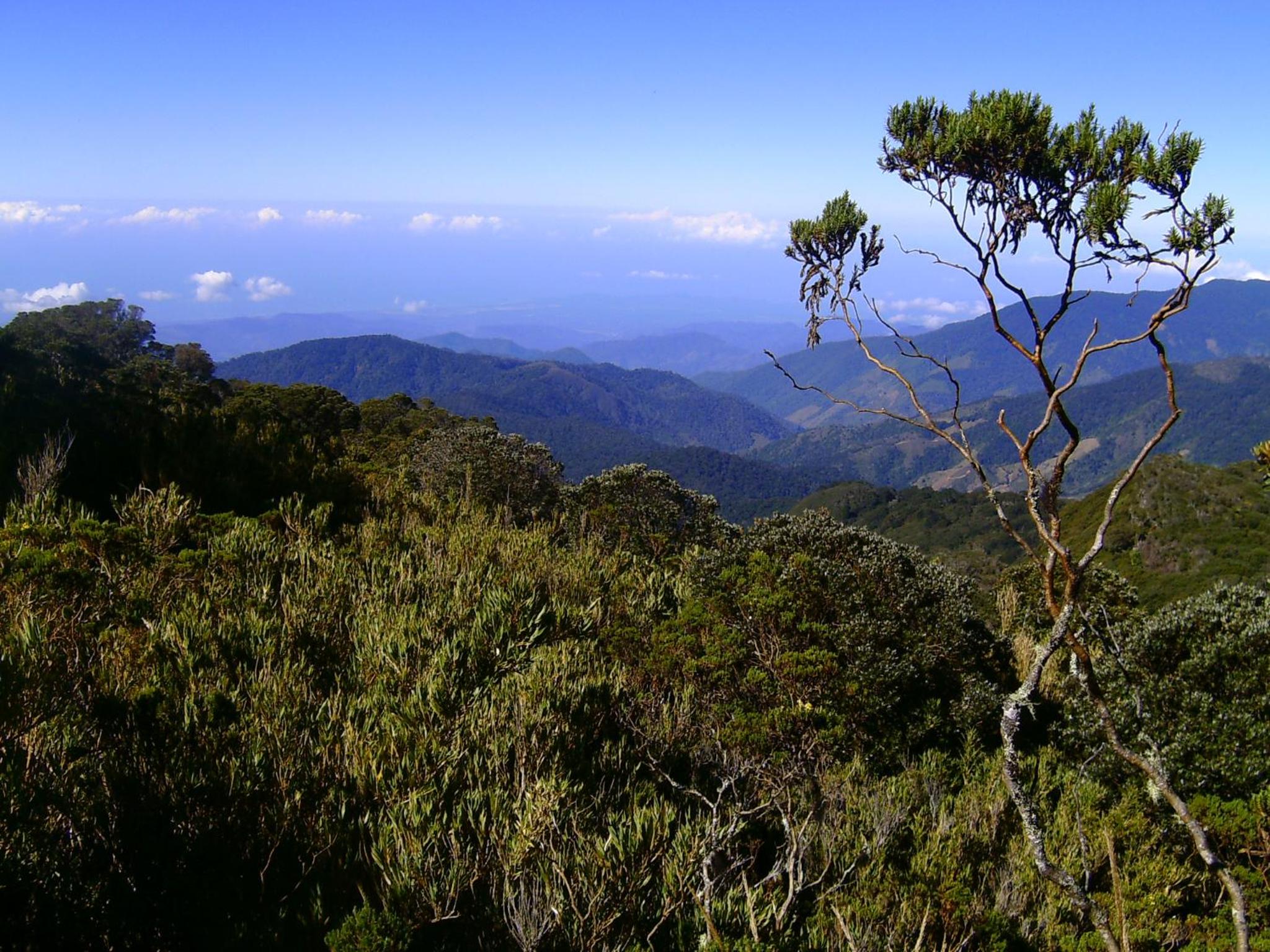 Dantica Cloud Forest Lodge