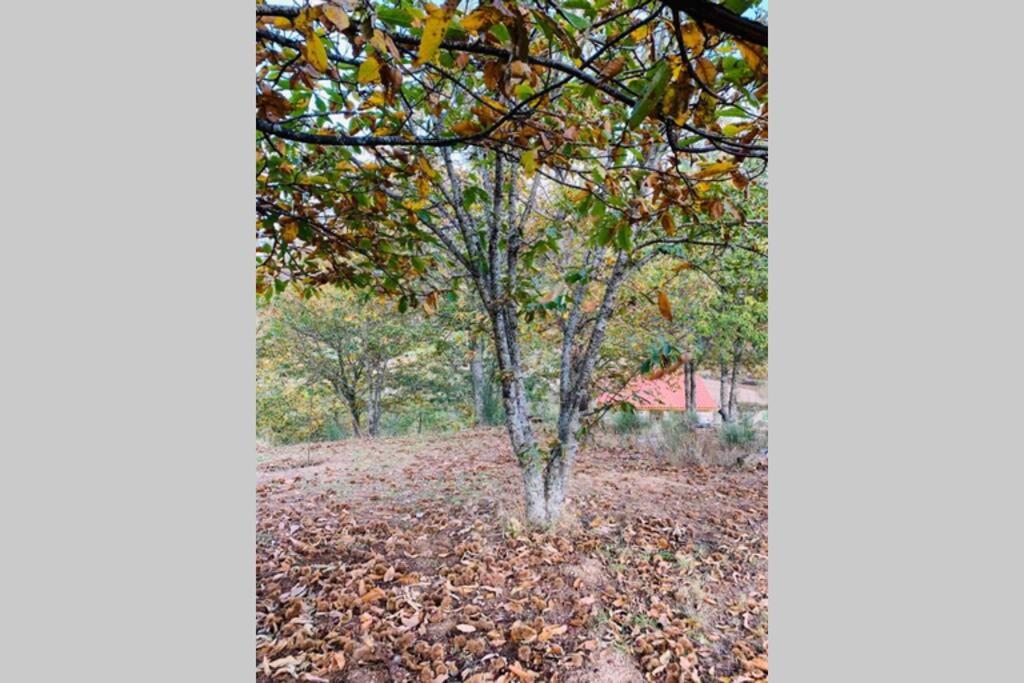 Formas Patuscas, Turismo Rural