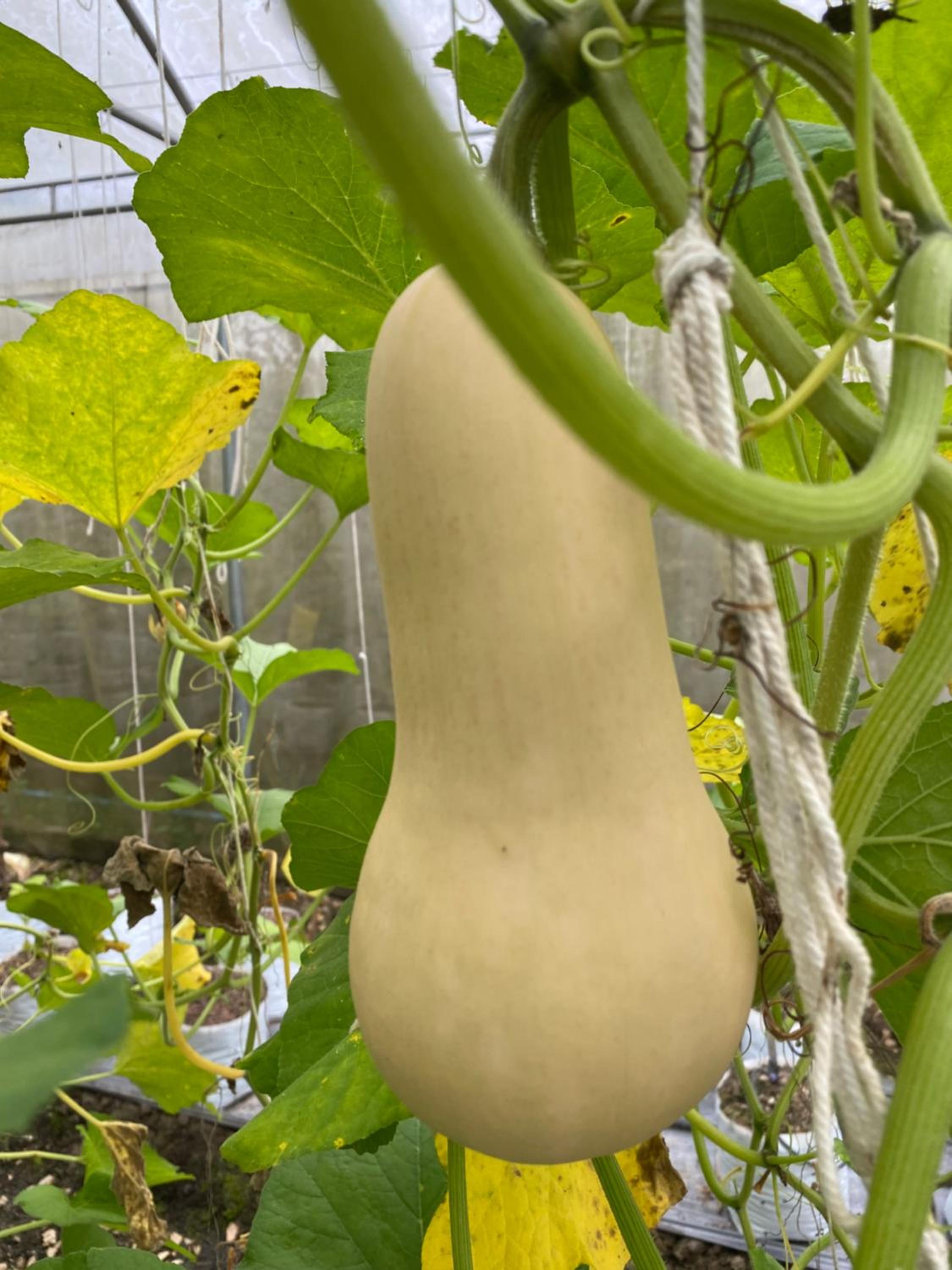 Photo 87