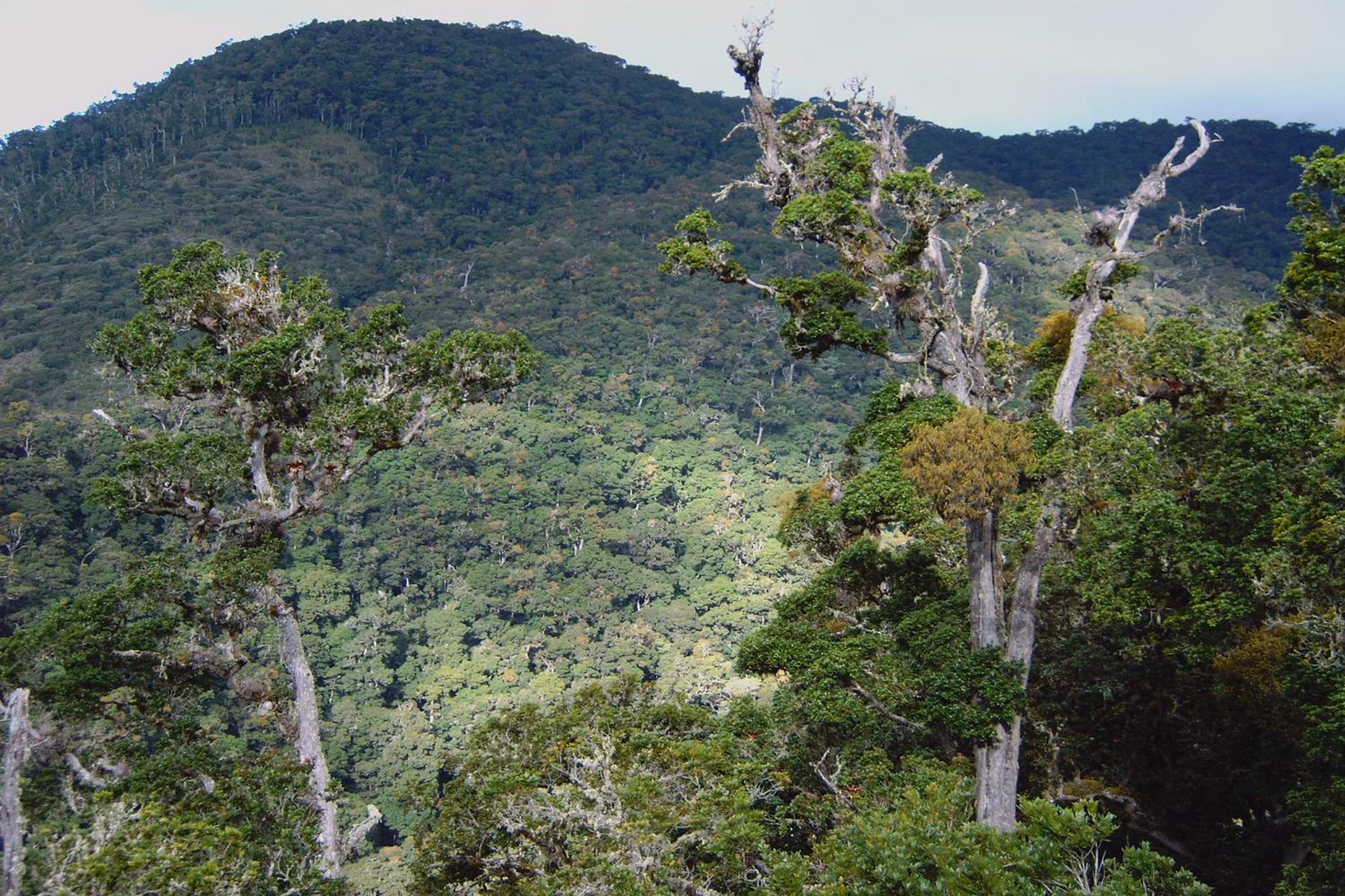 Dantica Cloud Forest Lodge