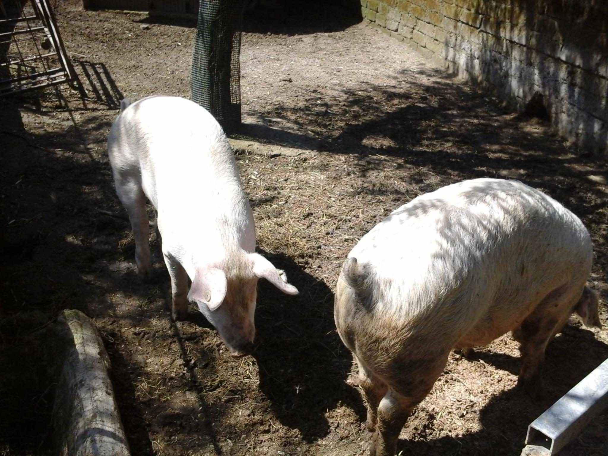 Photo 54