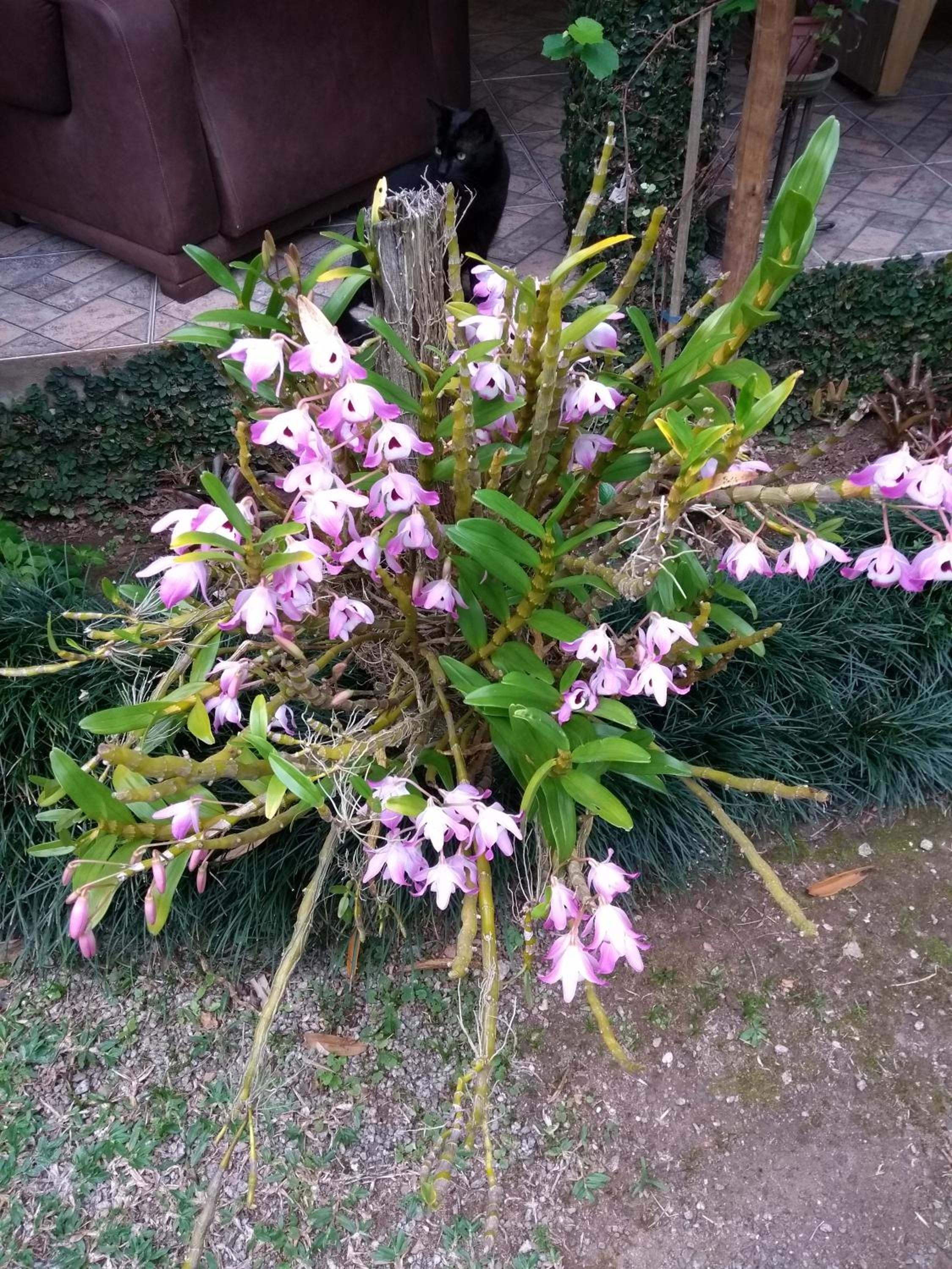 Pousada Canteiros de São Pedro da Serra-Nova Friburgo view 4