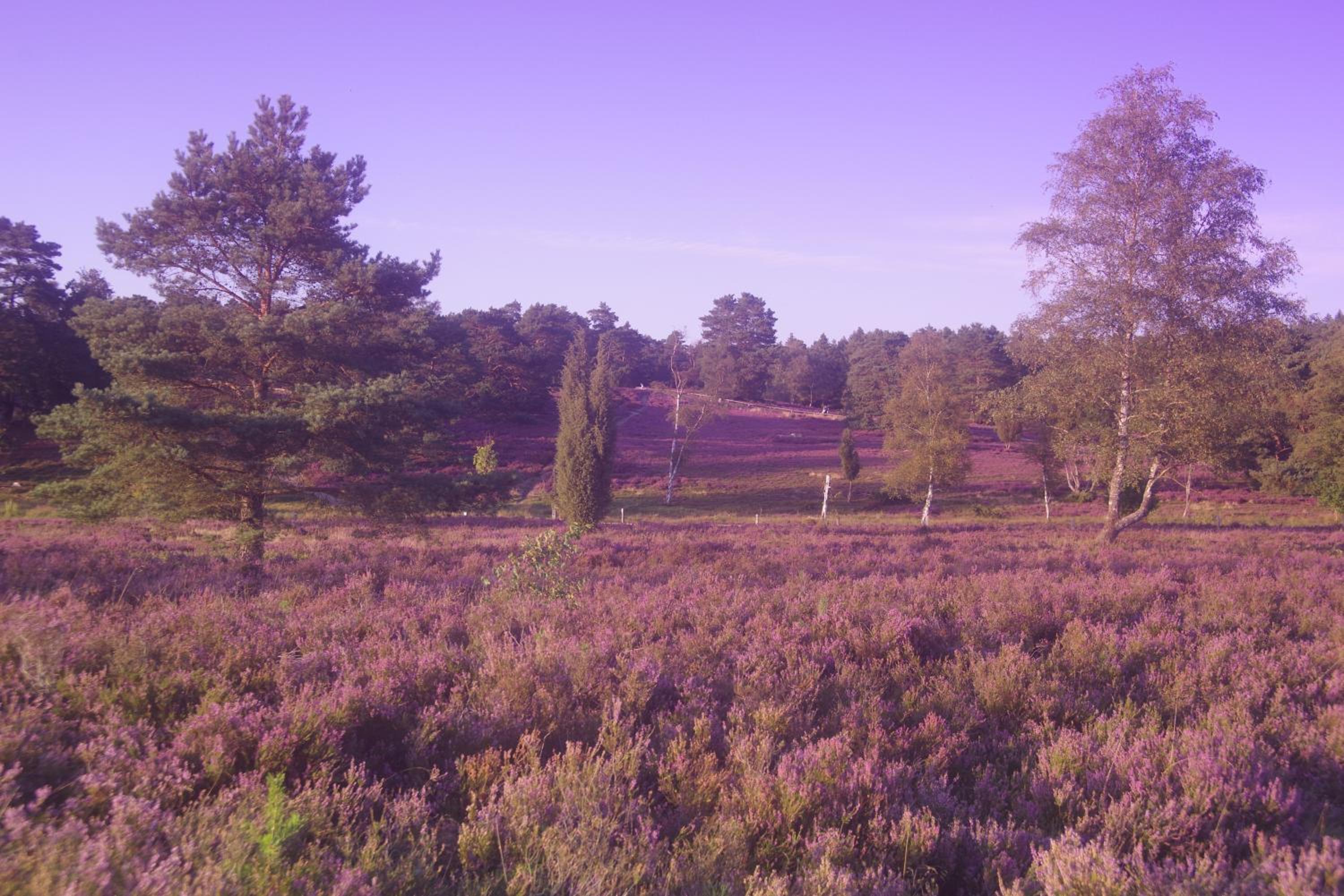 Ferienwohnung Schuur - Buchholz in der Nordheide - Property Image 10