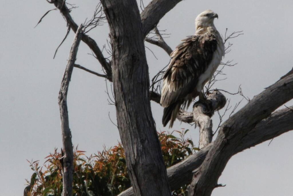 Wylah Cottage for a Peaceful Bruny Island Escape with Water Views, Fireplace & Wallabies
