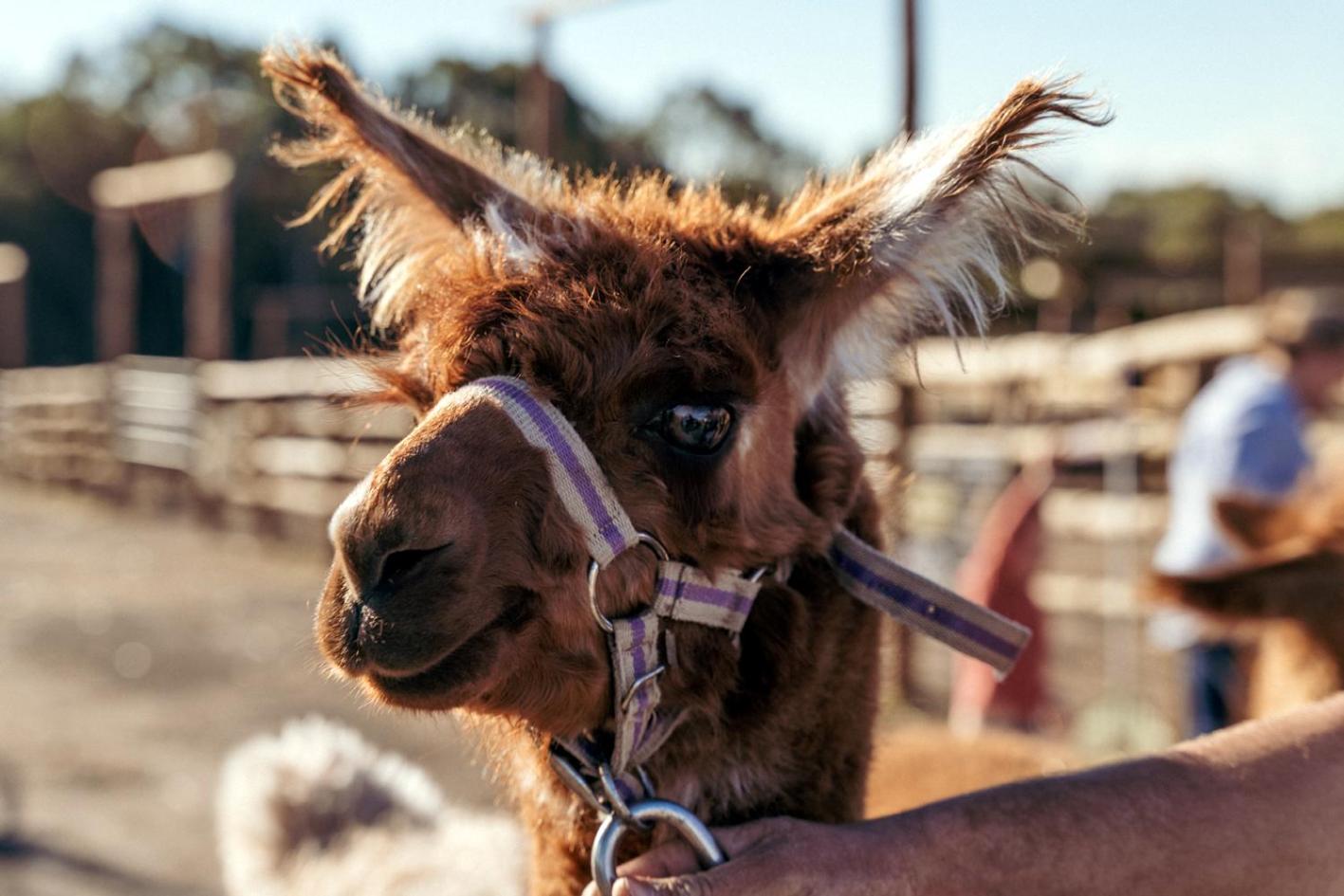Hunter Valley Resort, Hunter Farm Adventure Centre & 4 Pines at the Farm