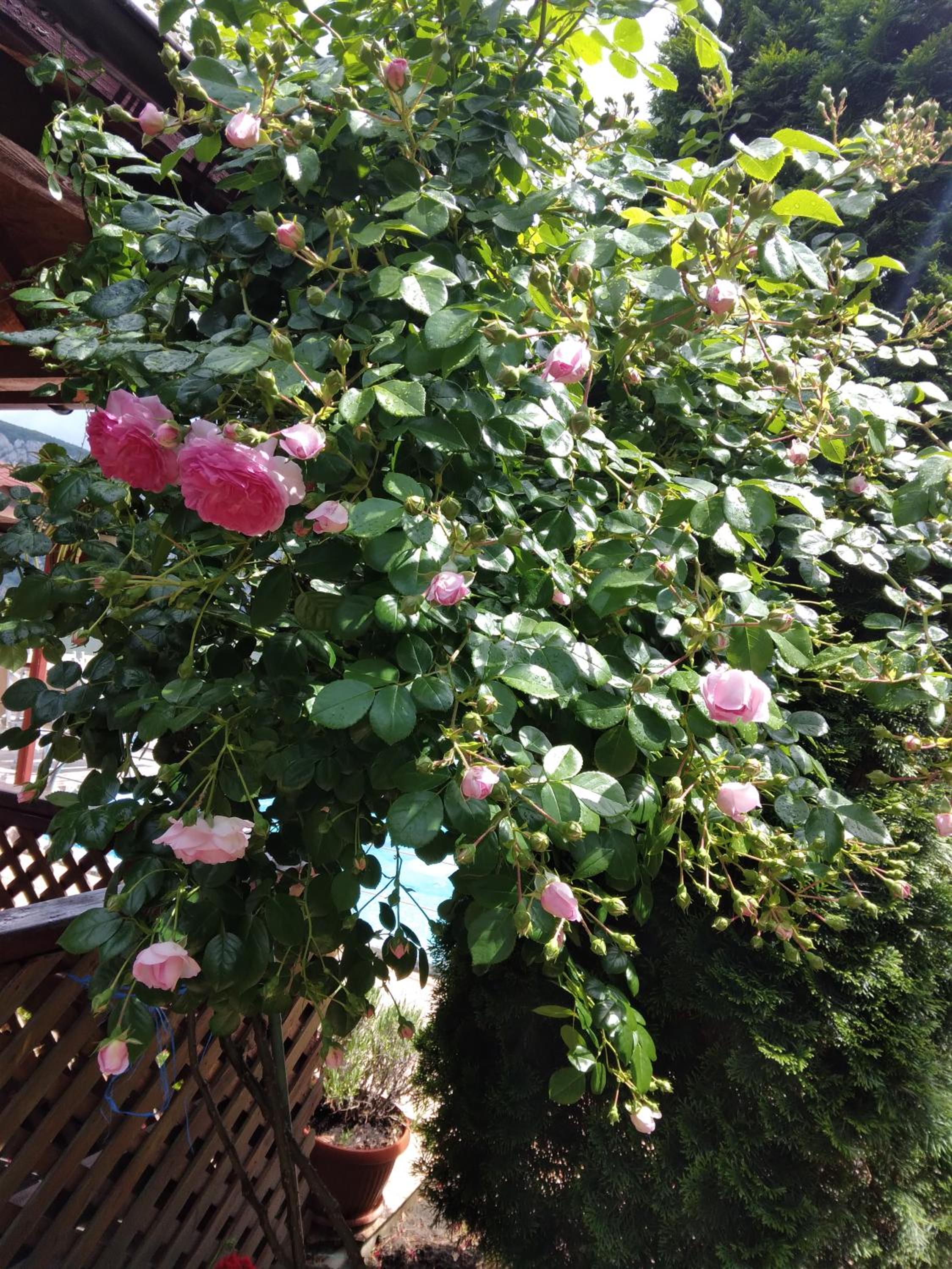 Photo 47