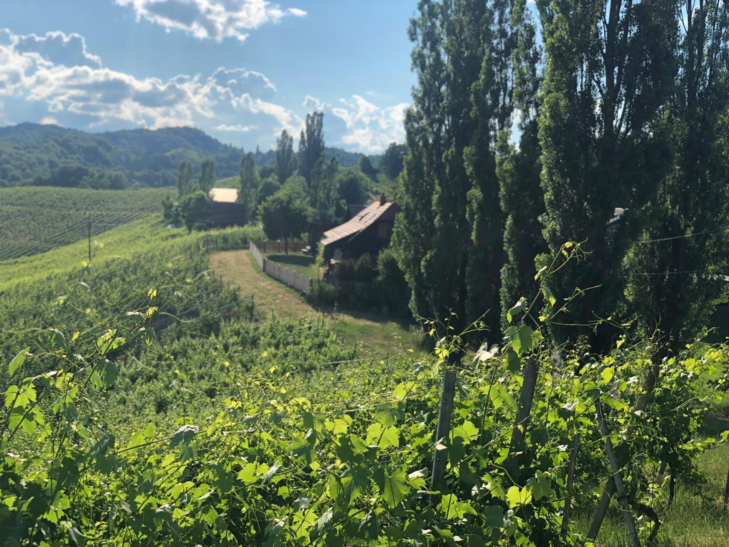 Kranach 5 - Wohnen beim Wein
