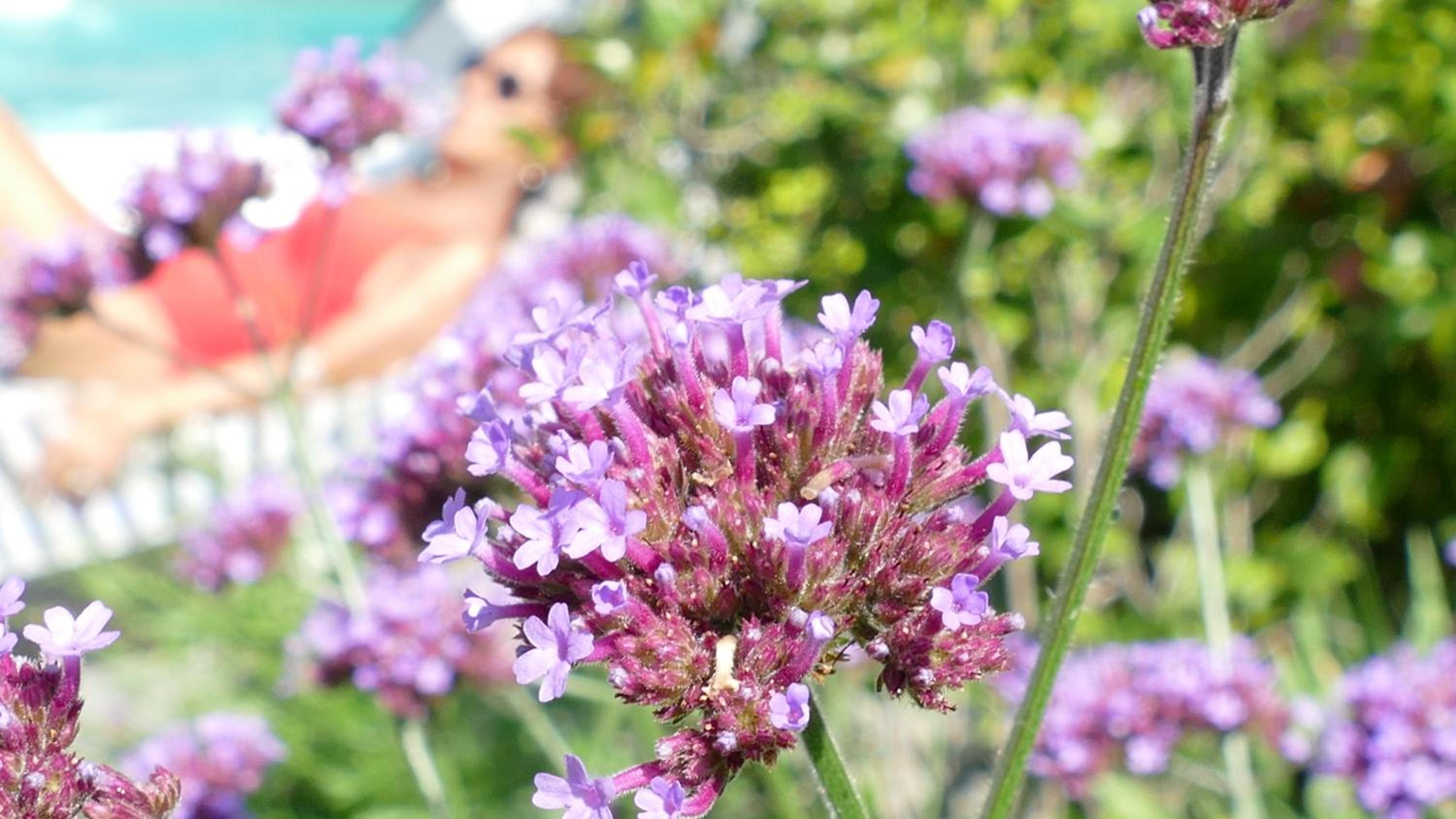 White Lilac Romantic B&B - Adults only