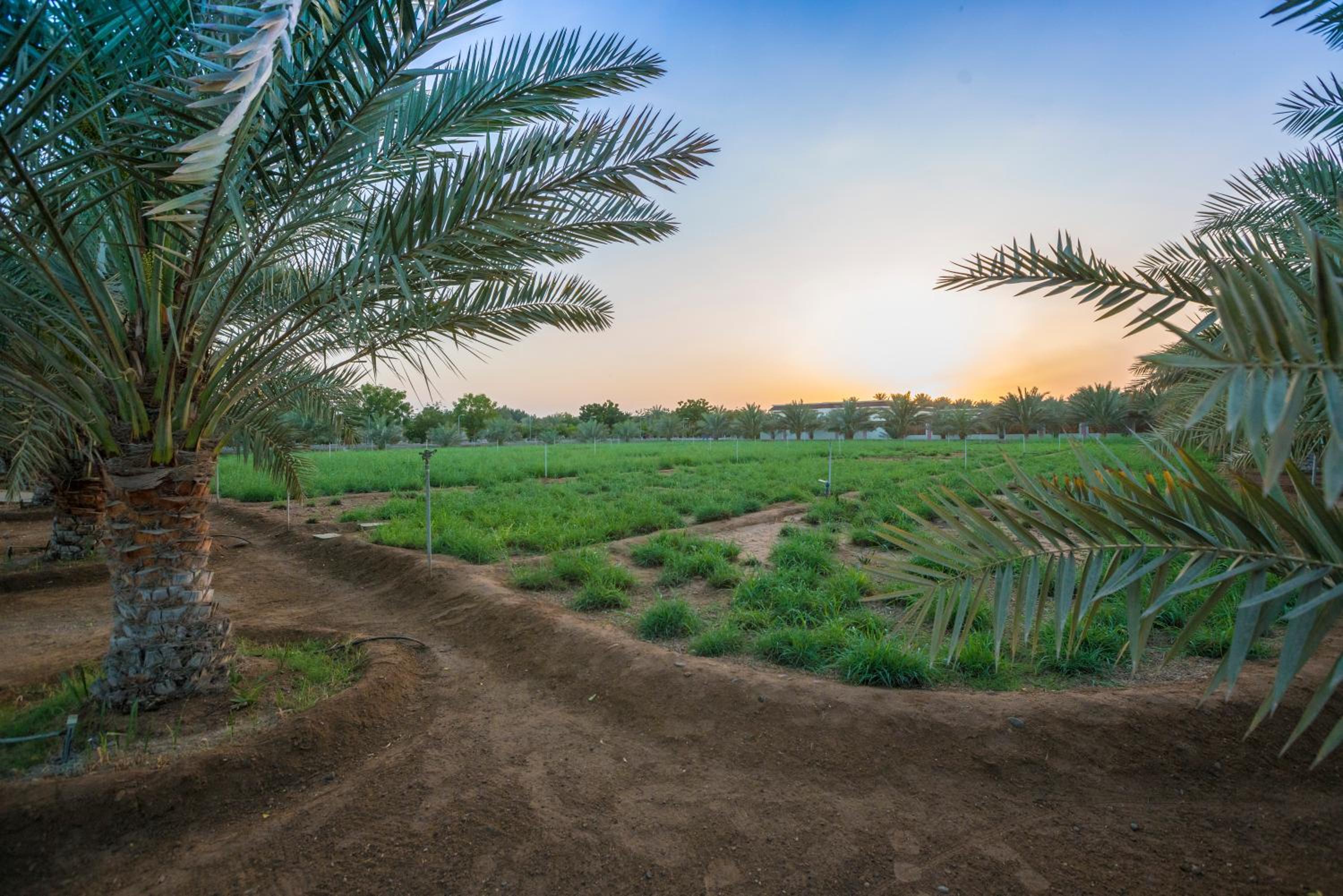 Asahalah Farm Pool Villas