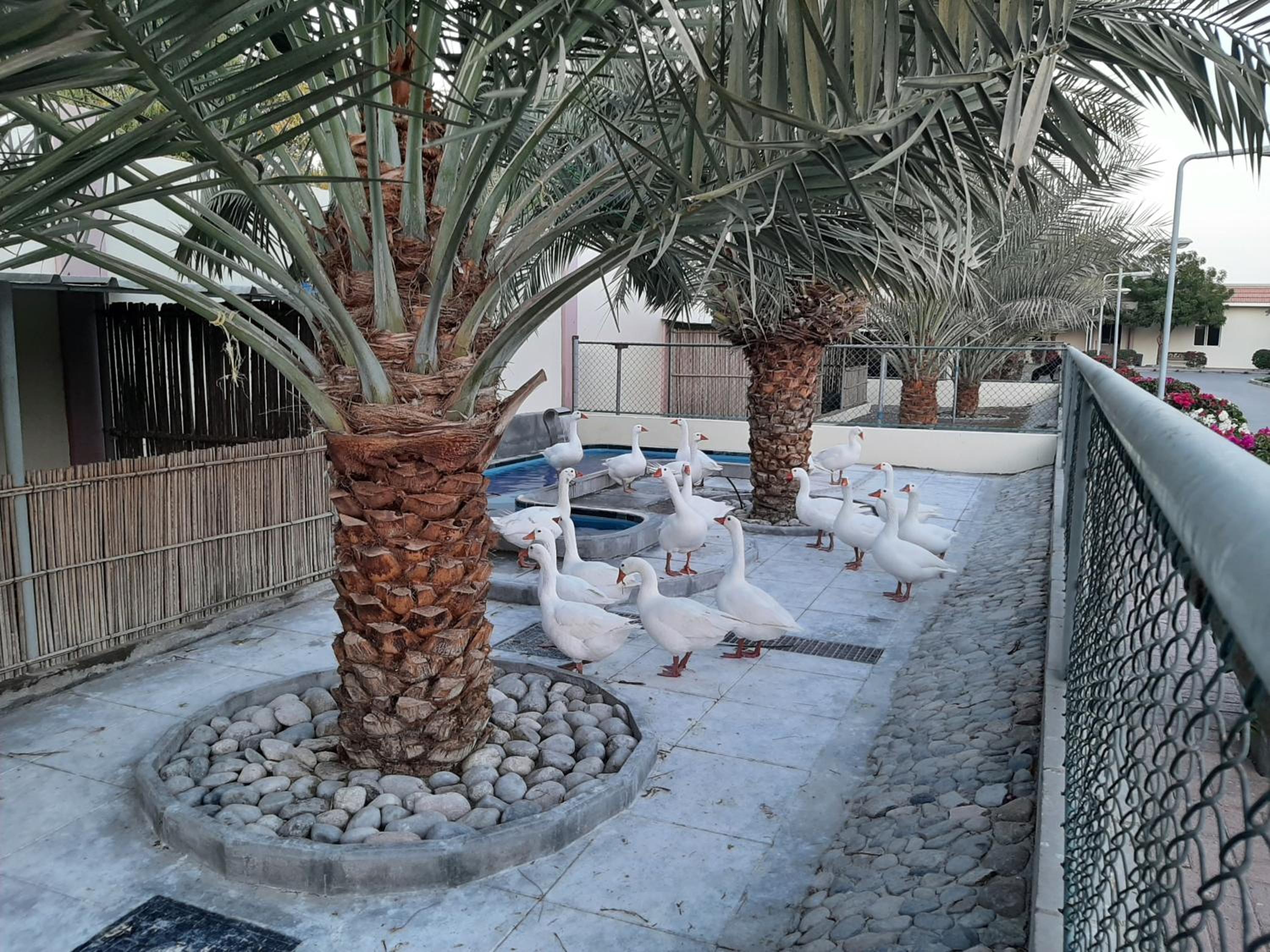 Asahalah Farm Pool Villas