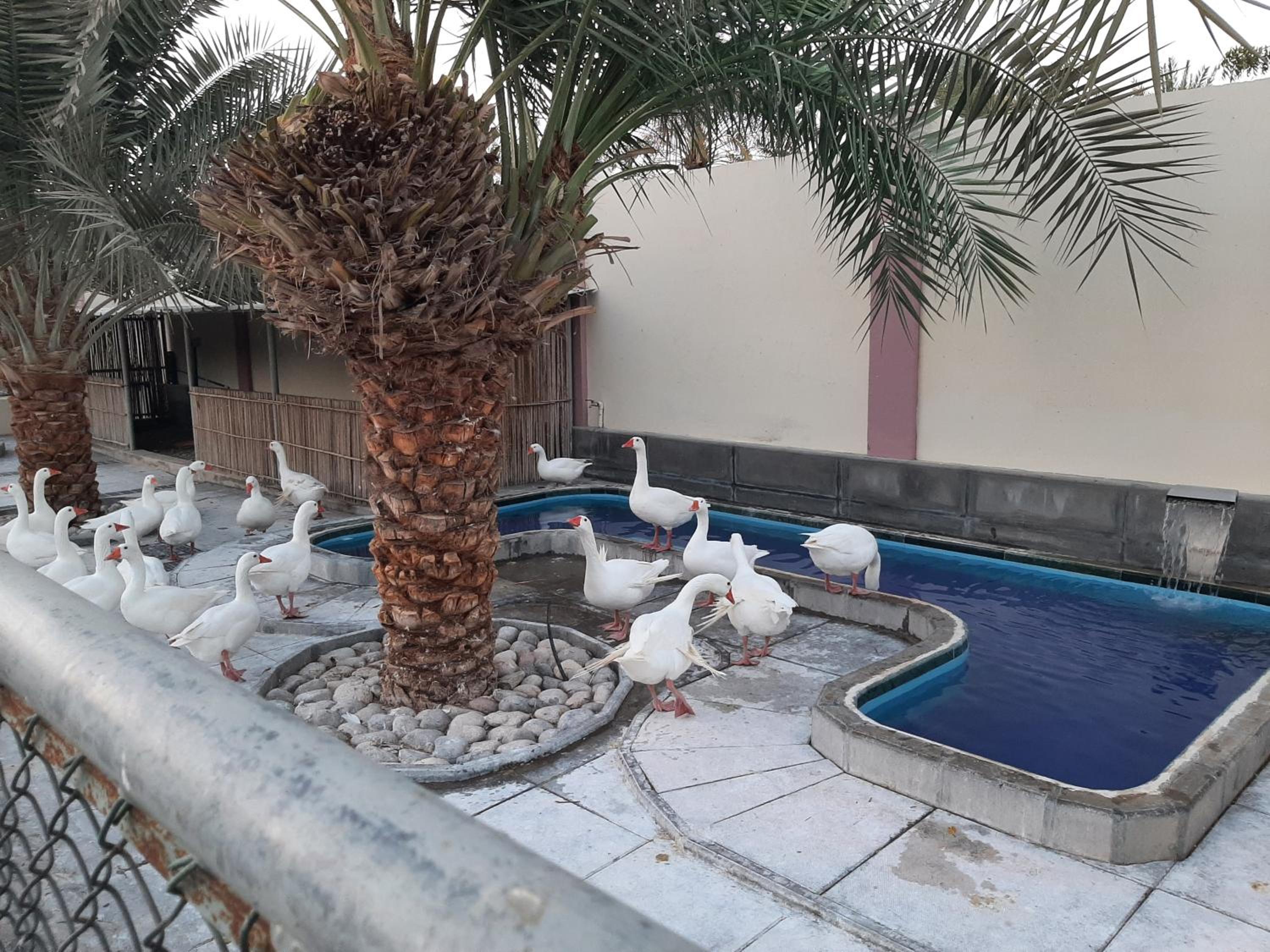 Asahalah Farm Pool Villas