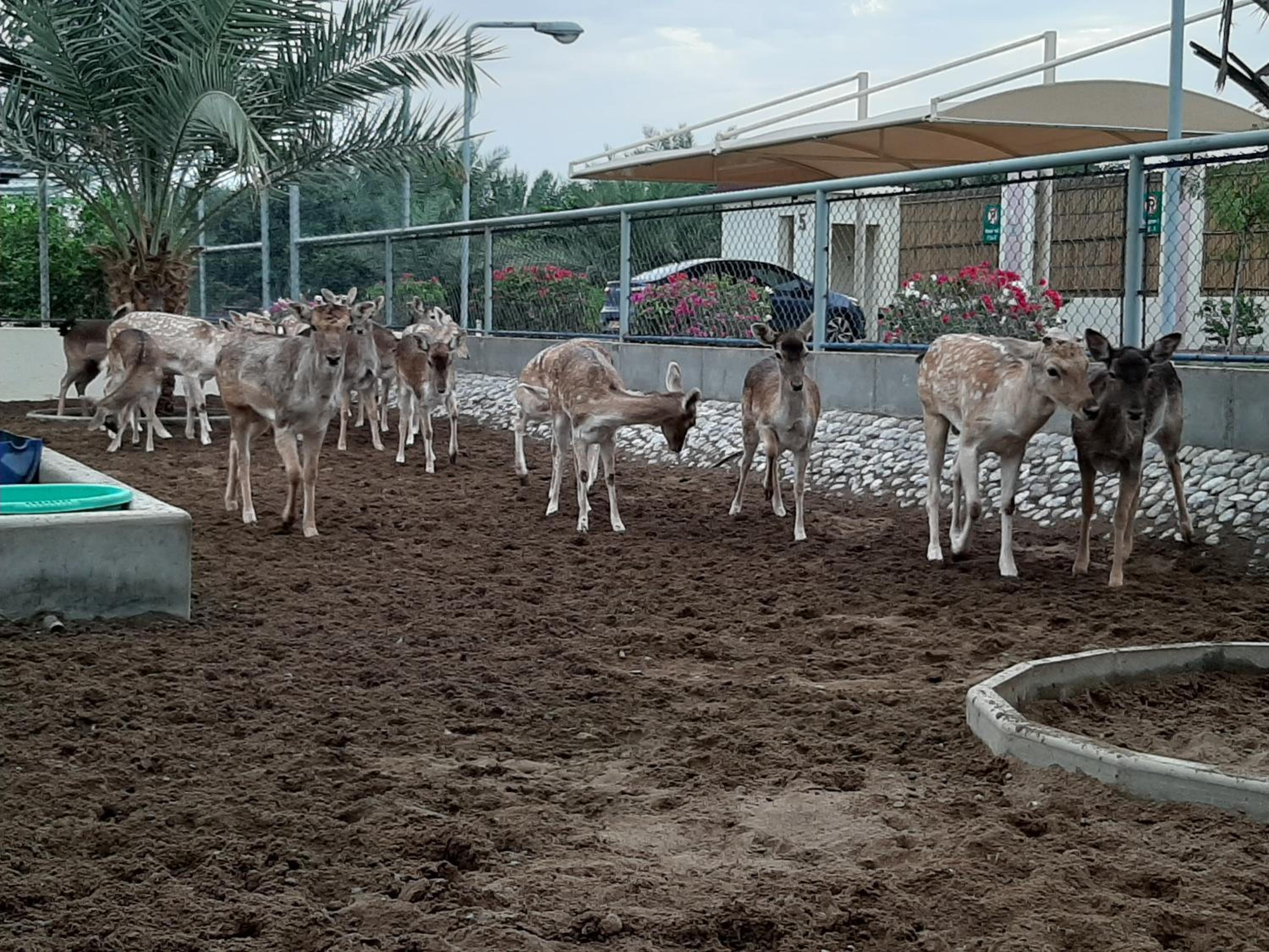 Asahalah Farm Pool Villas