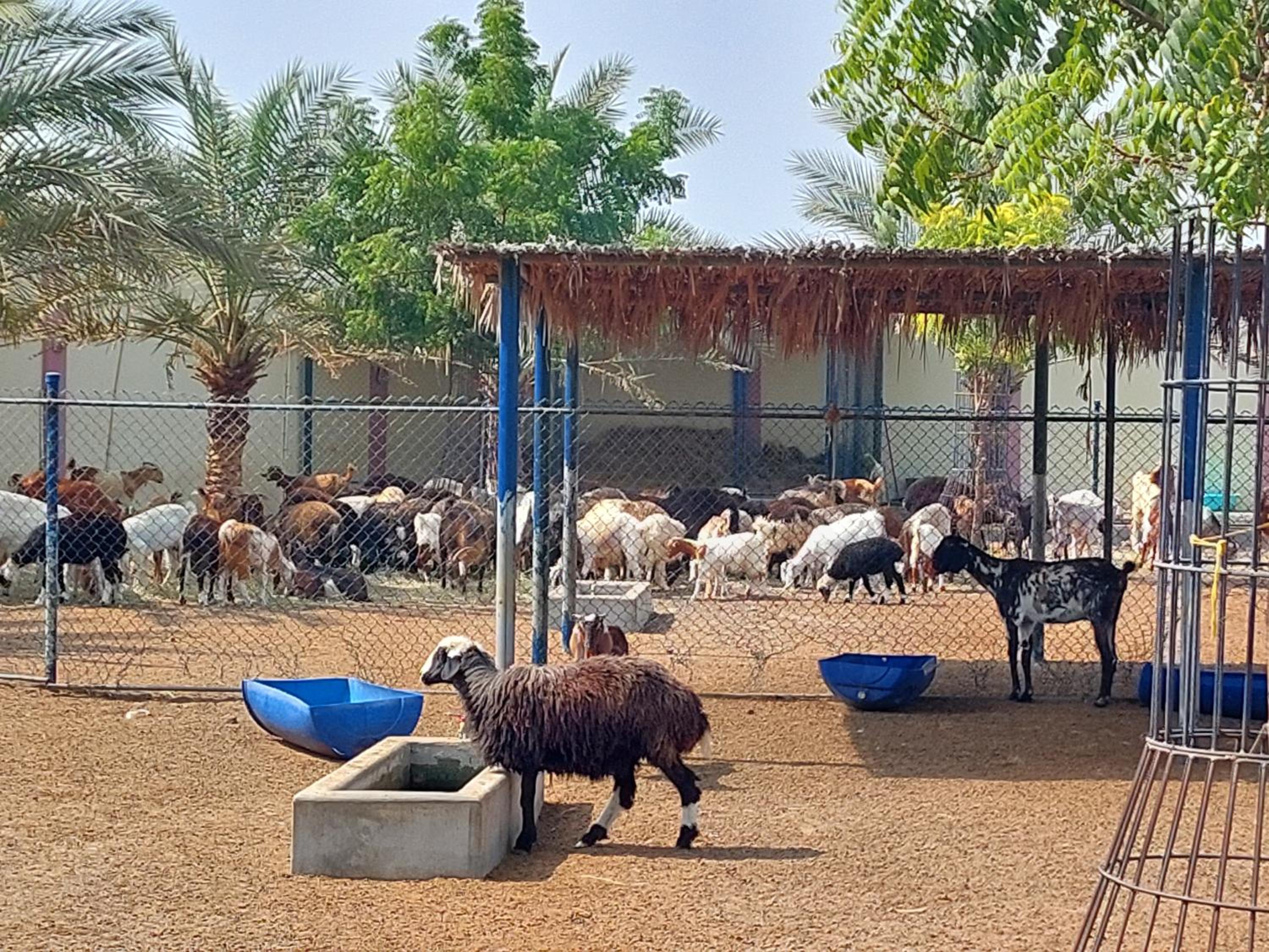 Asahalah Farm Pool Villas