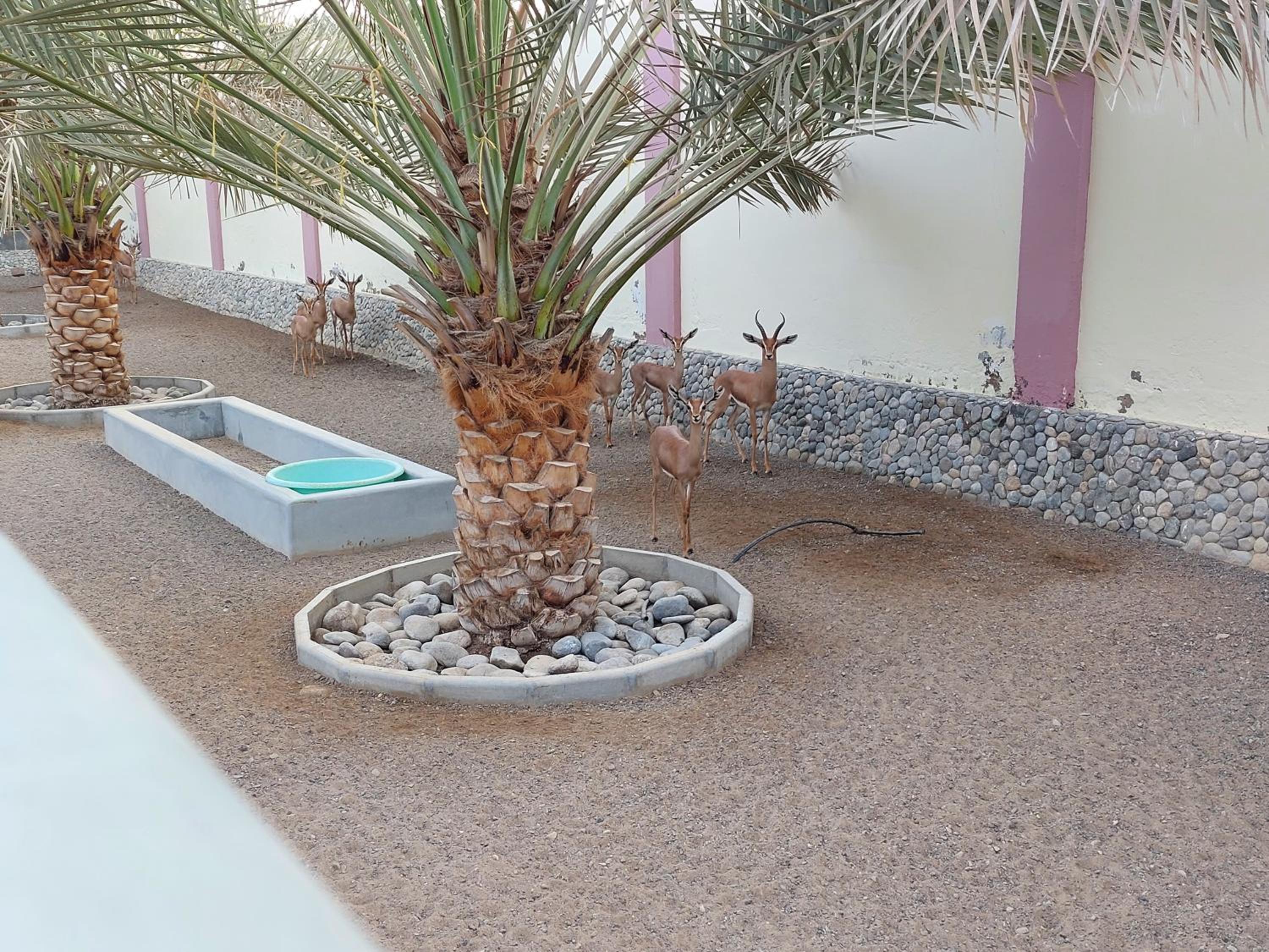 Asahalah Farm Pool Villas