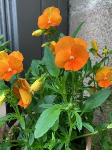 Photo 32