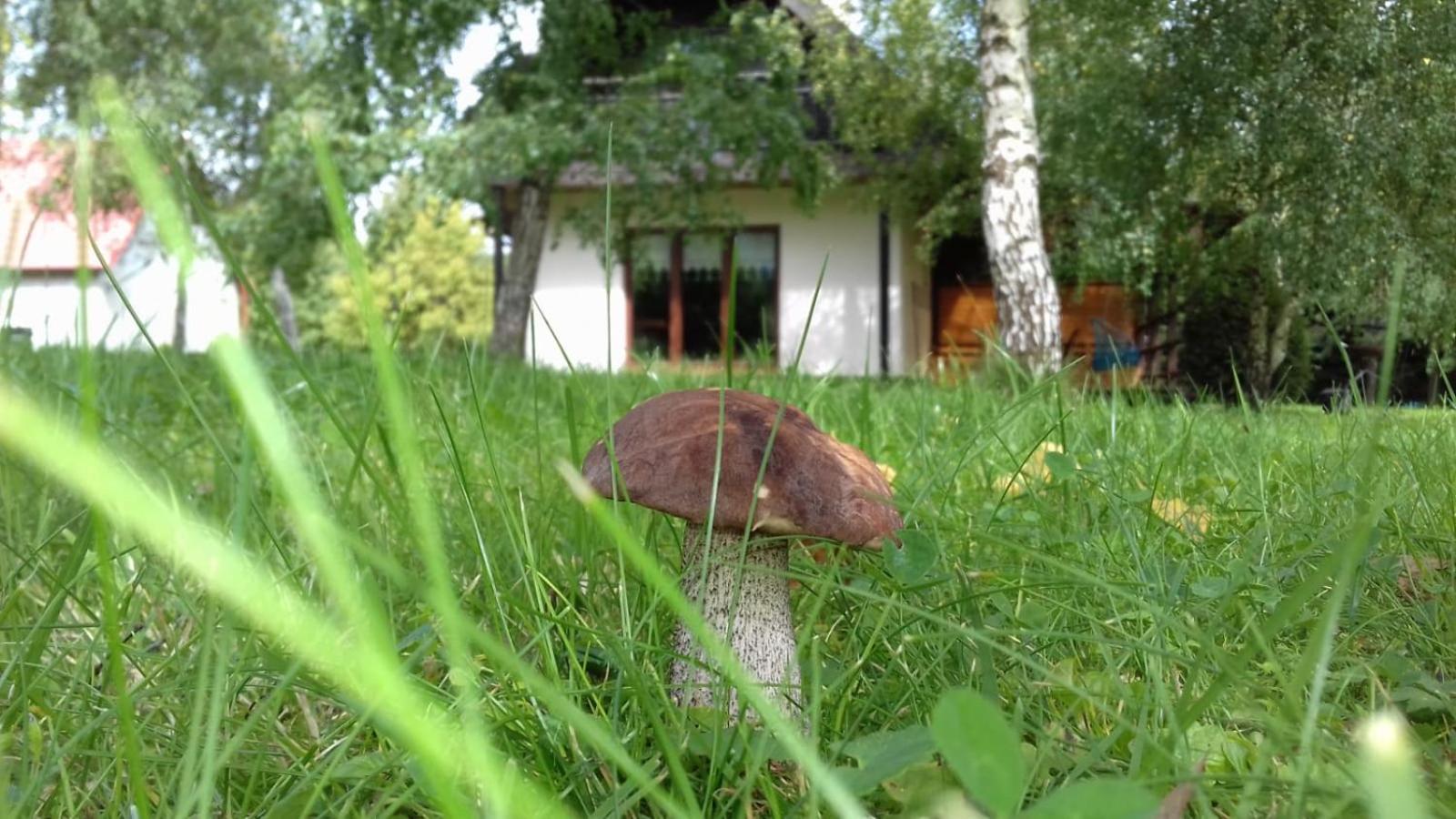 Photo 8