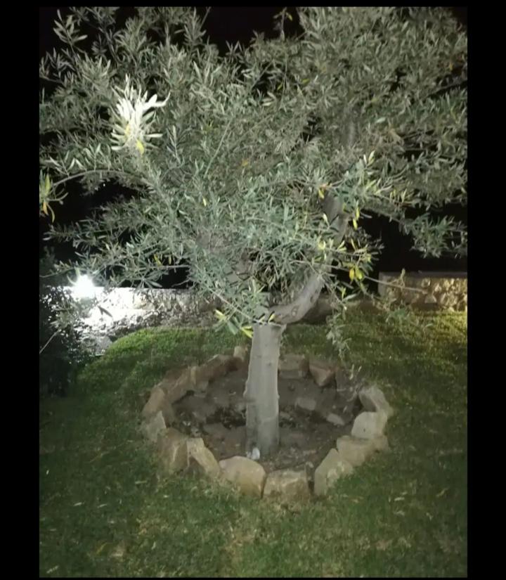 Villa Mida photo 4
