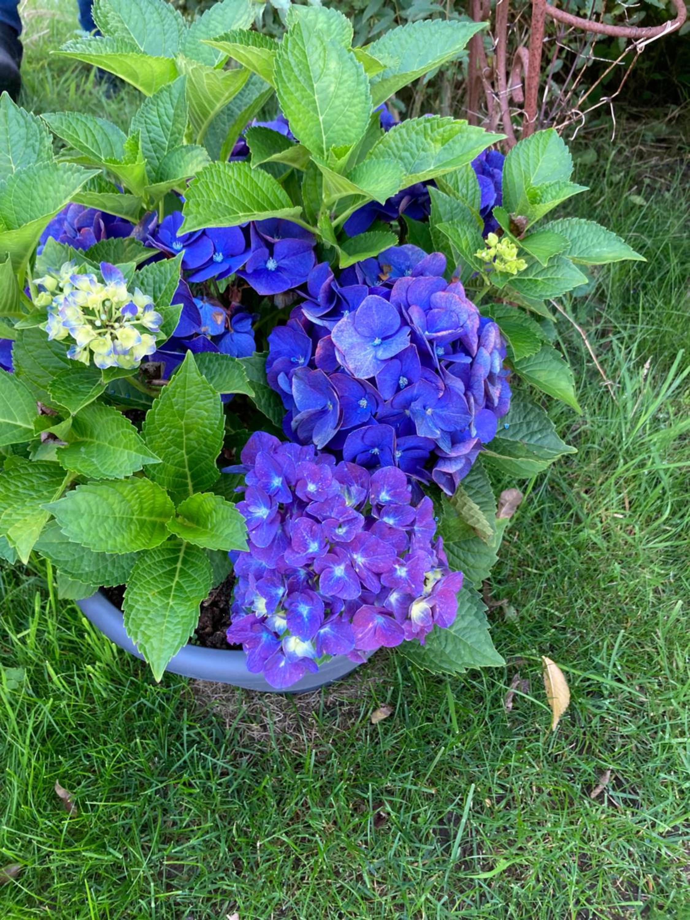Photo 27