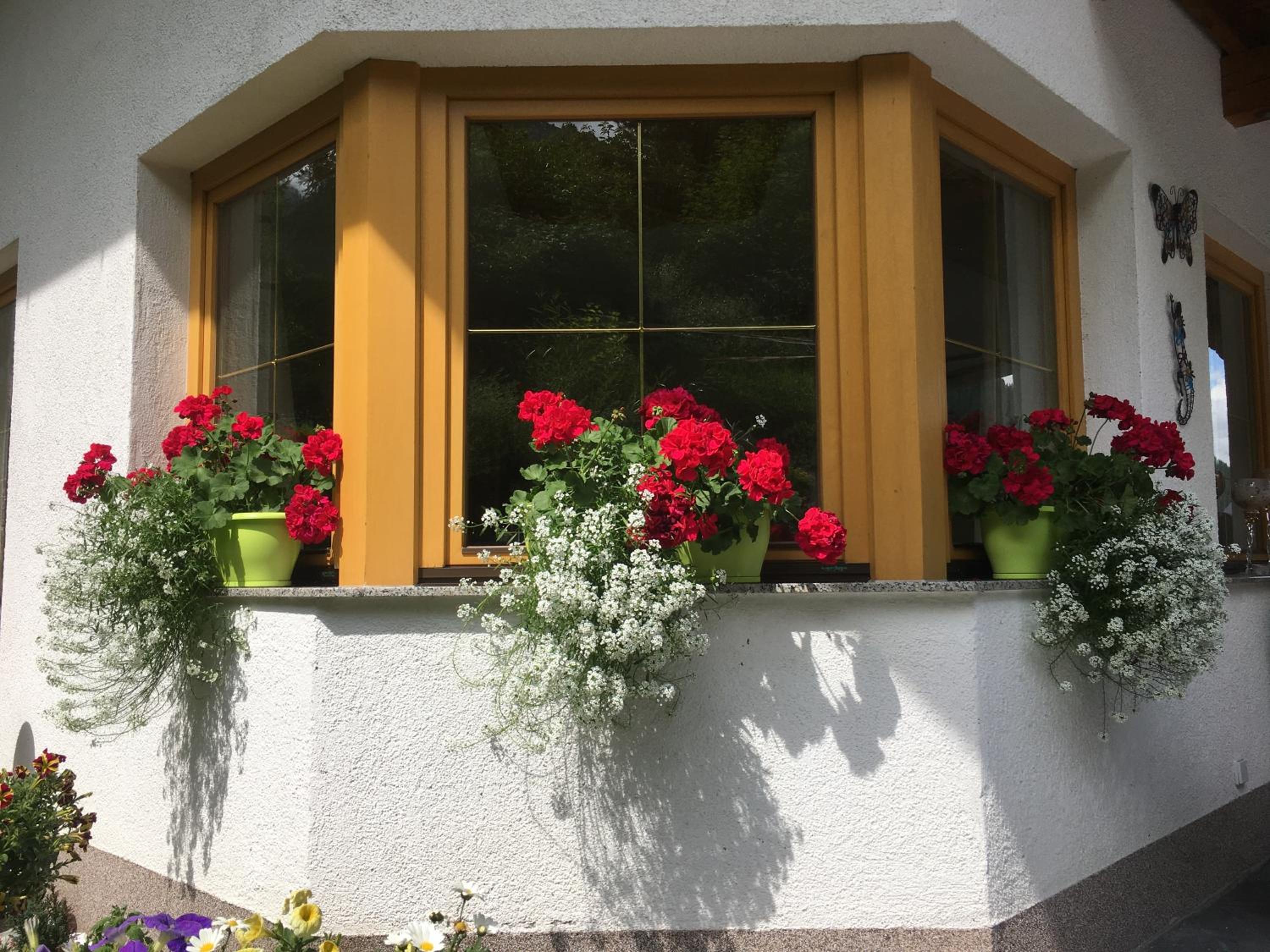 Haus Wildebene