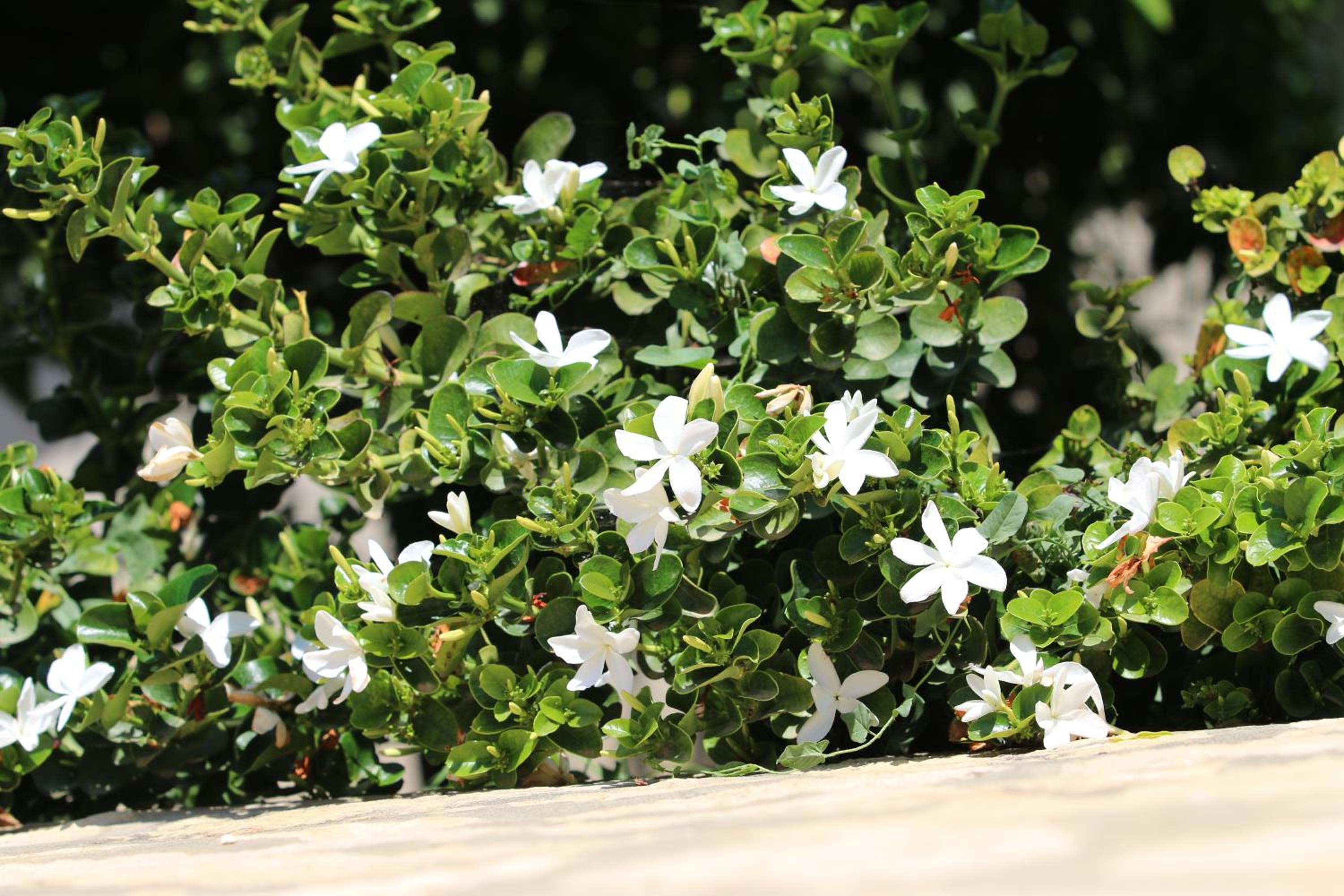 Antica Gebbia