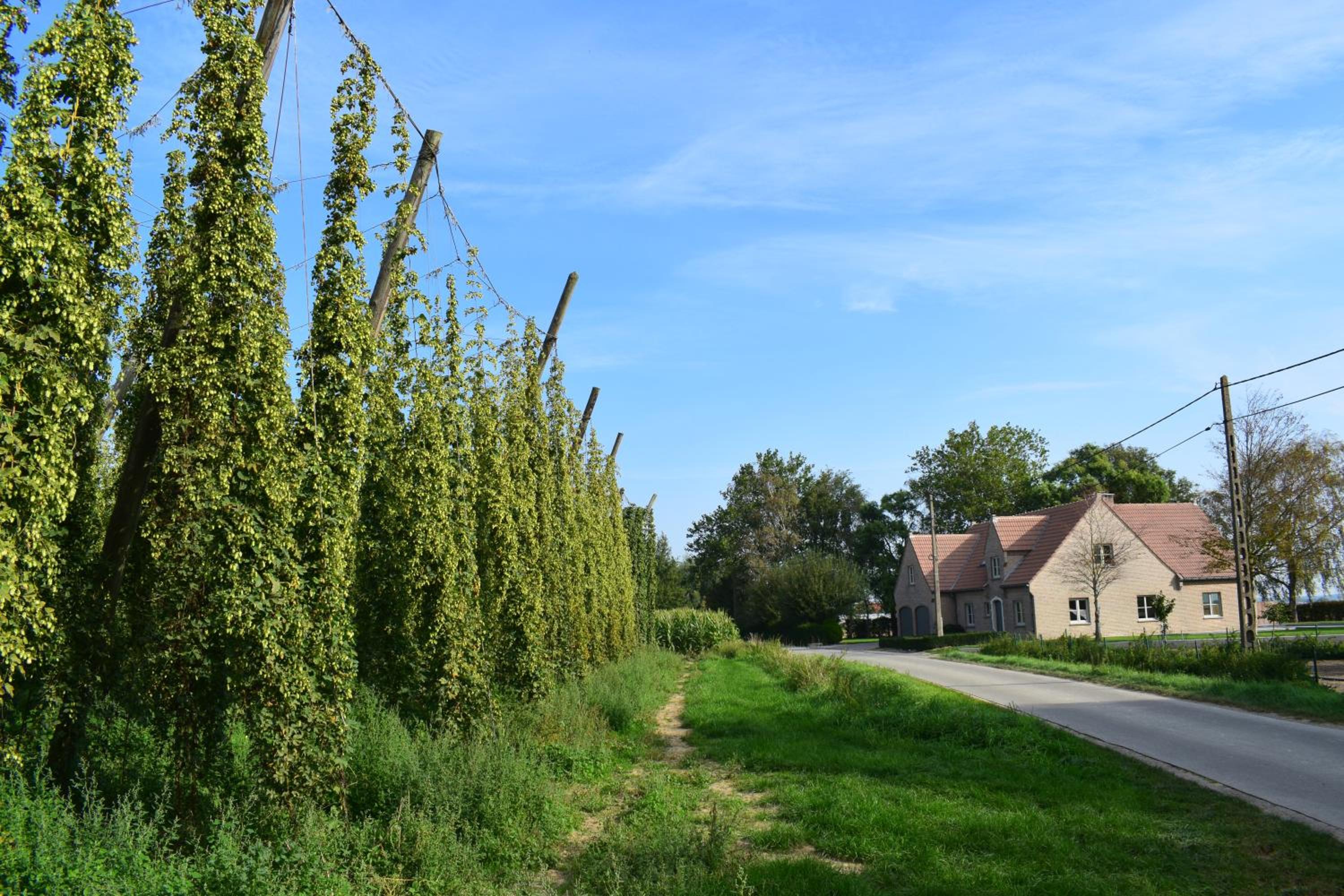 Hoppegenot