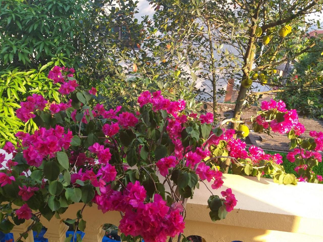 Lys Homestay