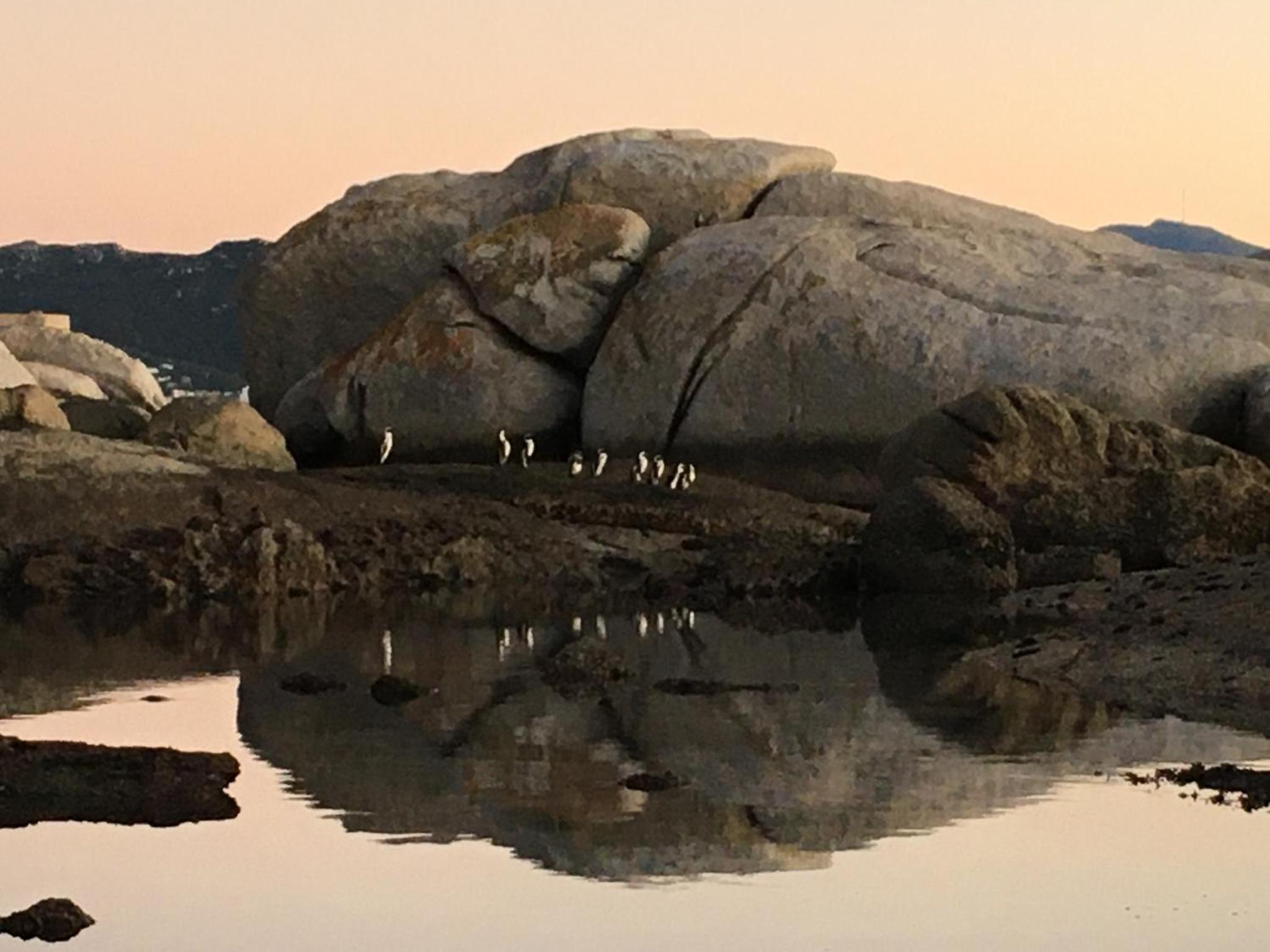 Bosky Dell on Boulders Beach view 4