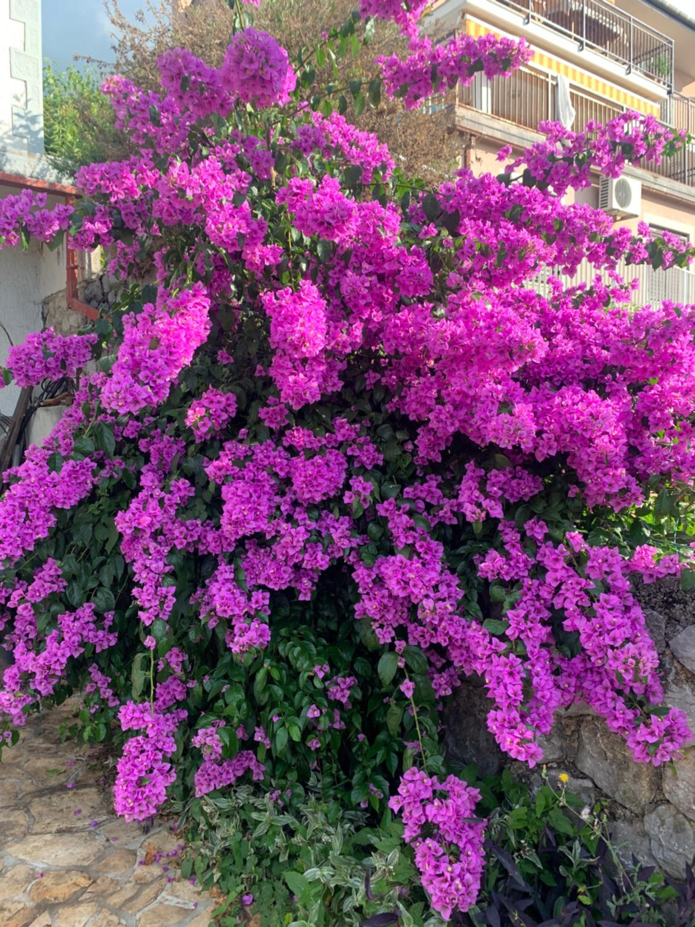 Holiday House Marica