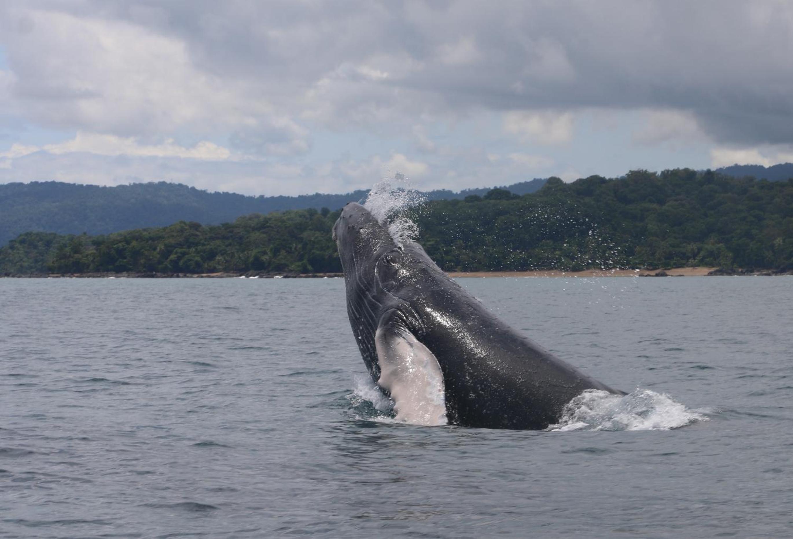 Photo 134