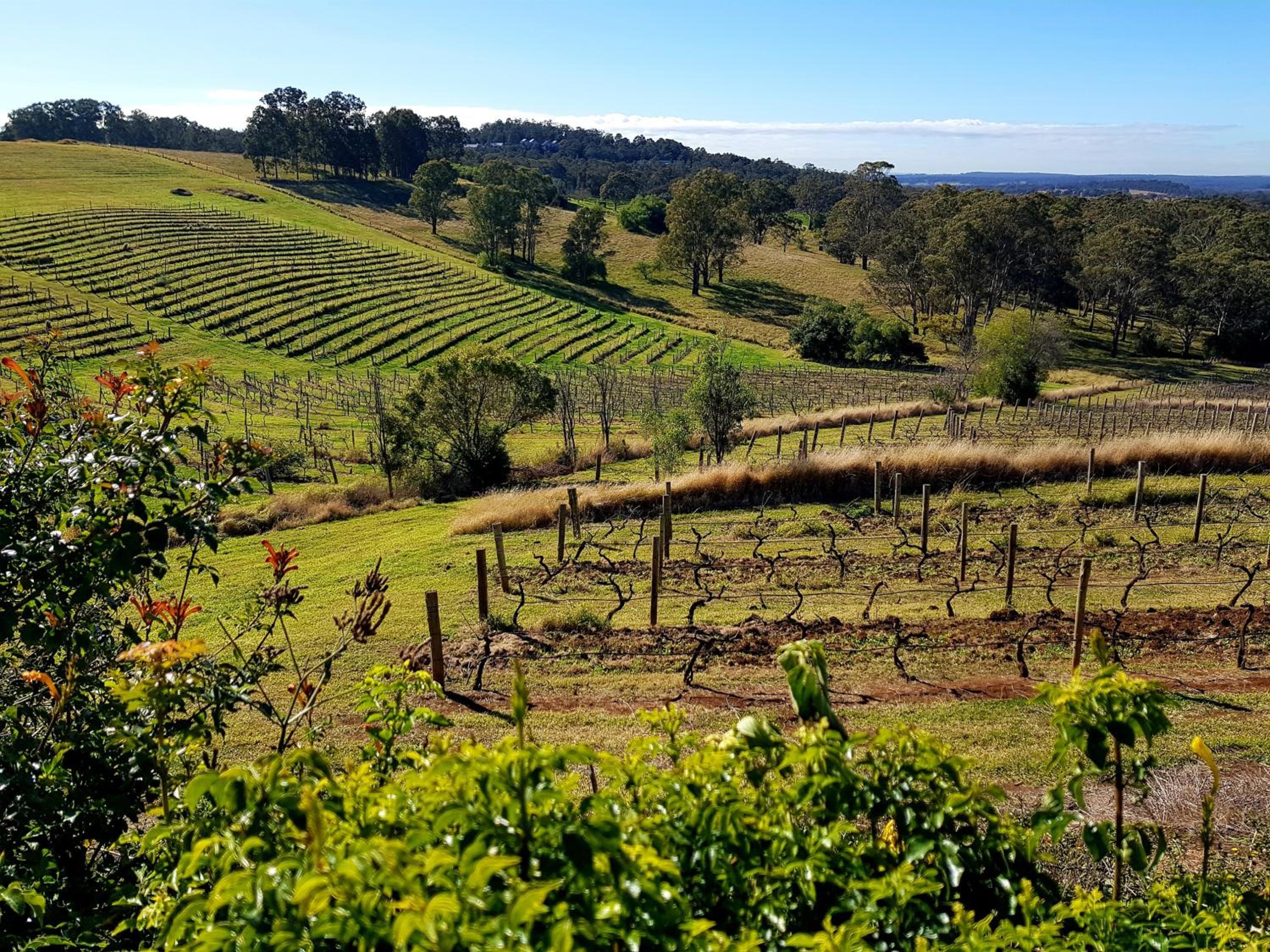 Mistress Block Vineyard
