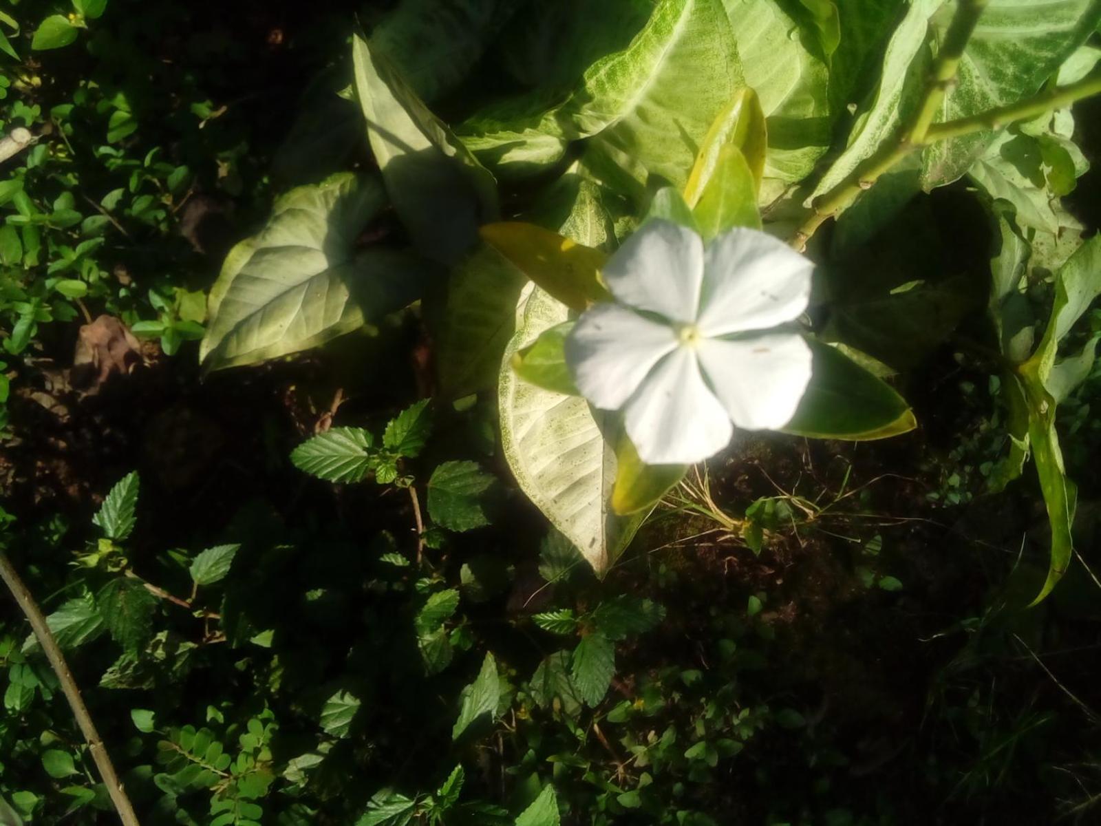 Photo 42