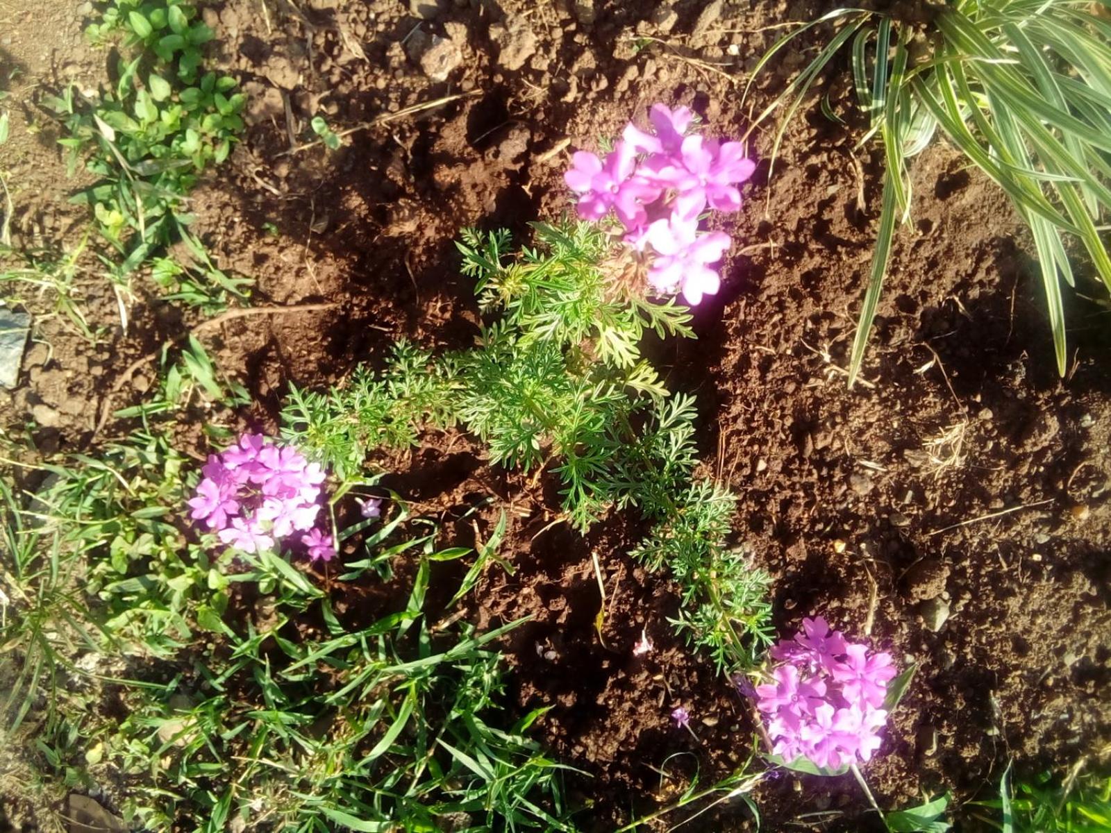 Photo 43