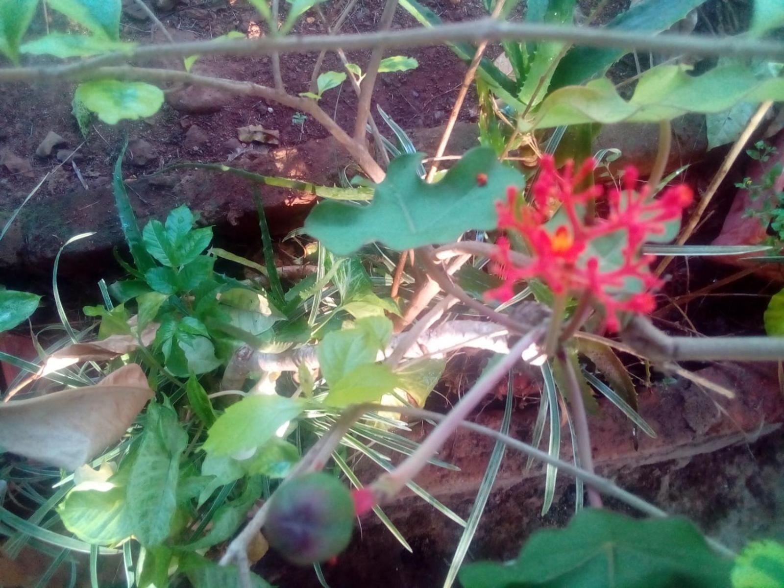 Photo 44