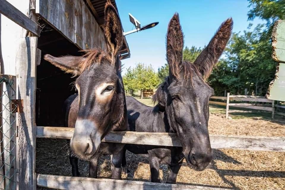 AgroPing Korosajt Műhely