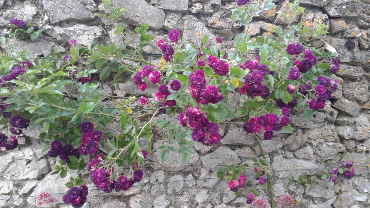 Photo 33