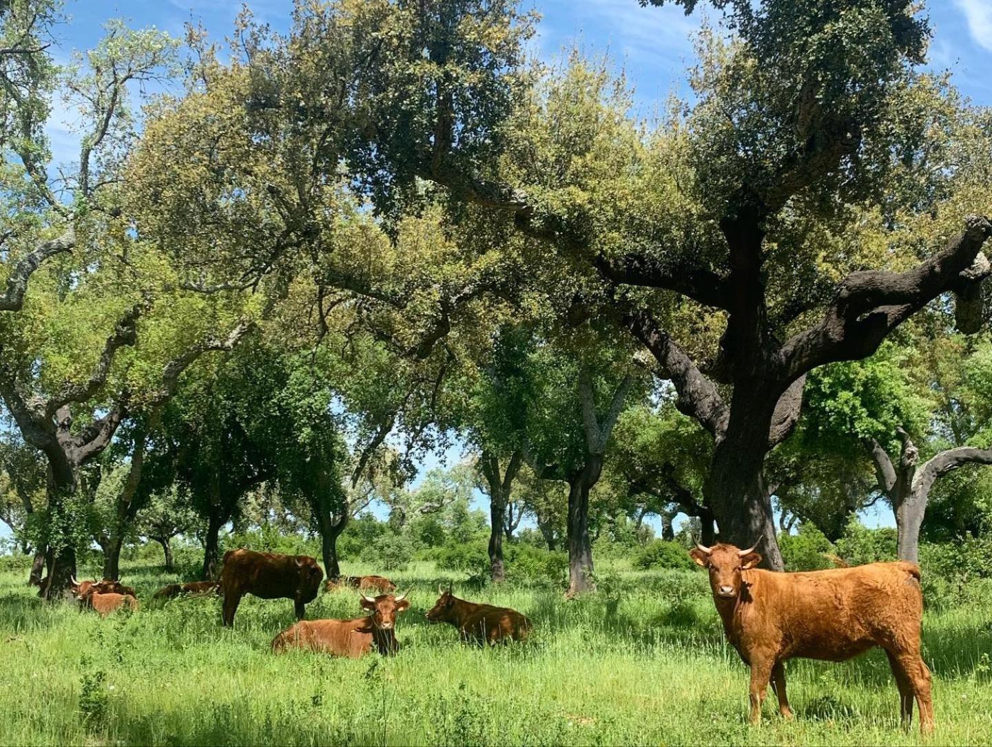 Herdade Da Maridona - Agroturismo view 3