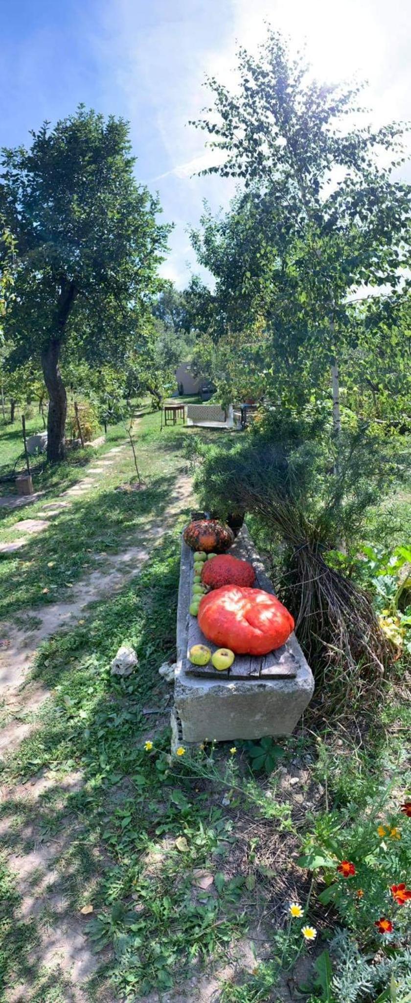 Patak Apartman, Diszel