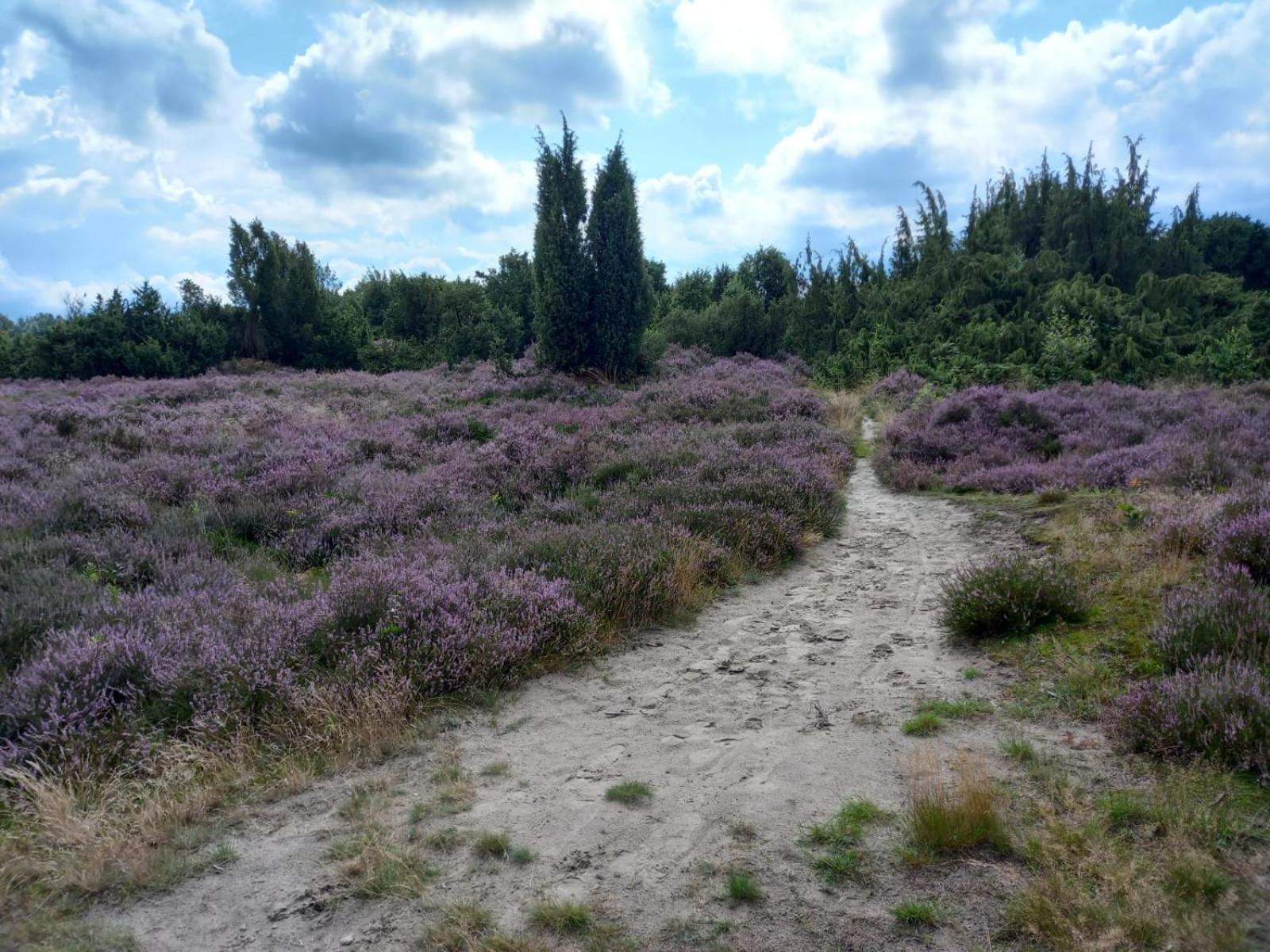 Bed & Breakfast Beilerhorst en Beilen
