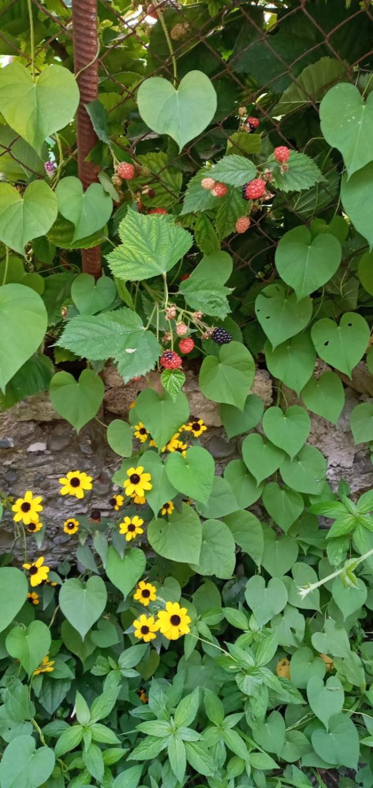 Green House view 4