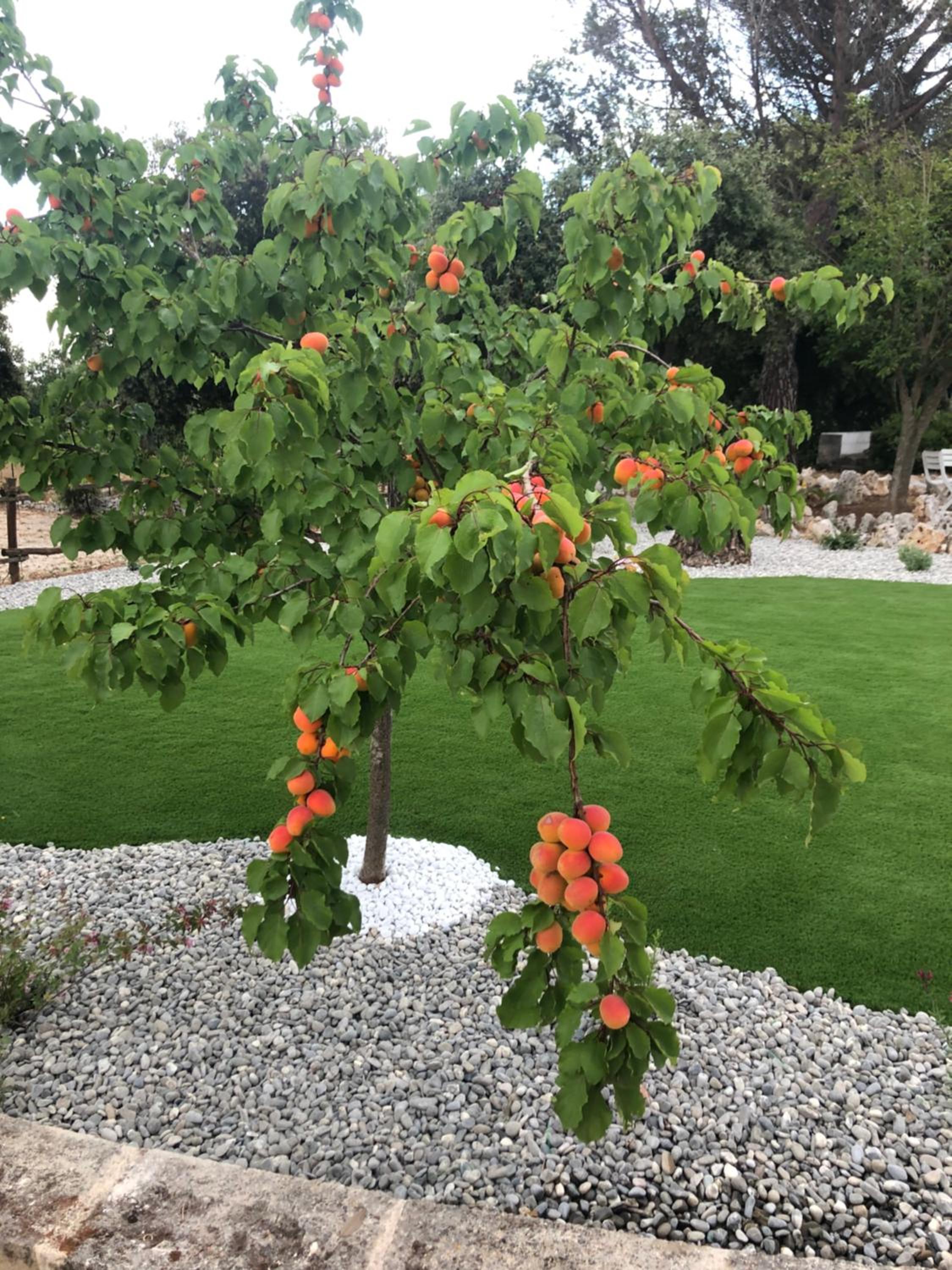 Il Trullo Bianco view 4
