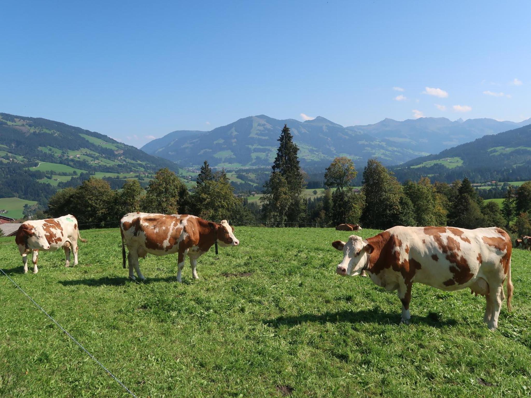 Ferienwohnung zur Kundler Klamm by FeWo-Plan WILD011