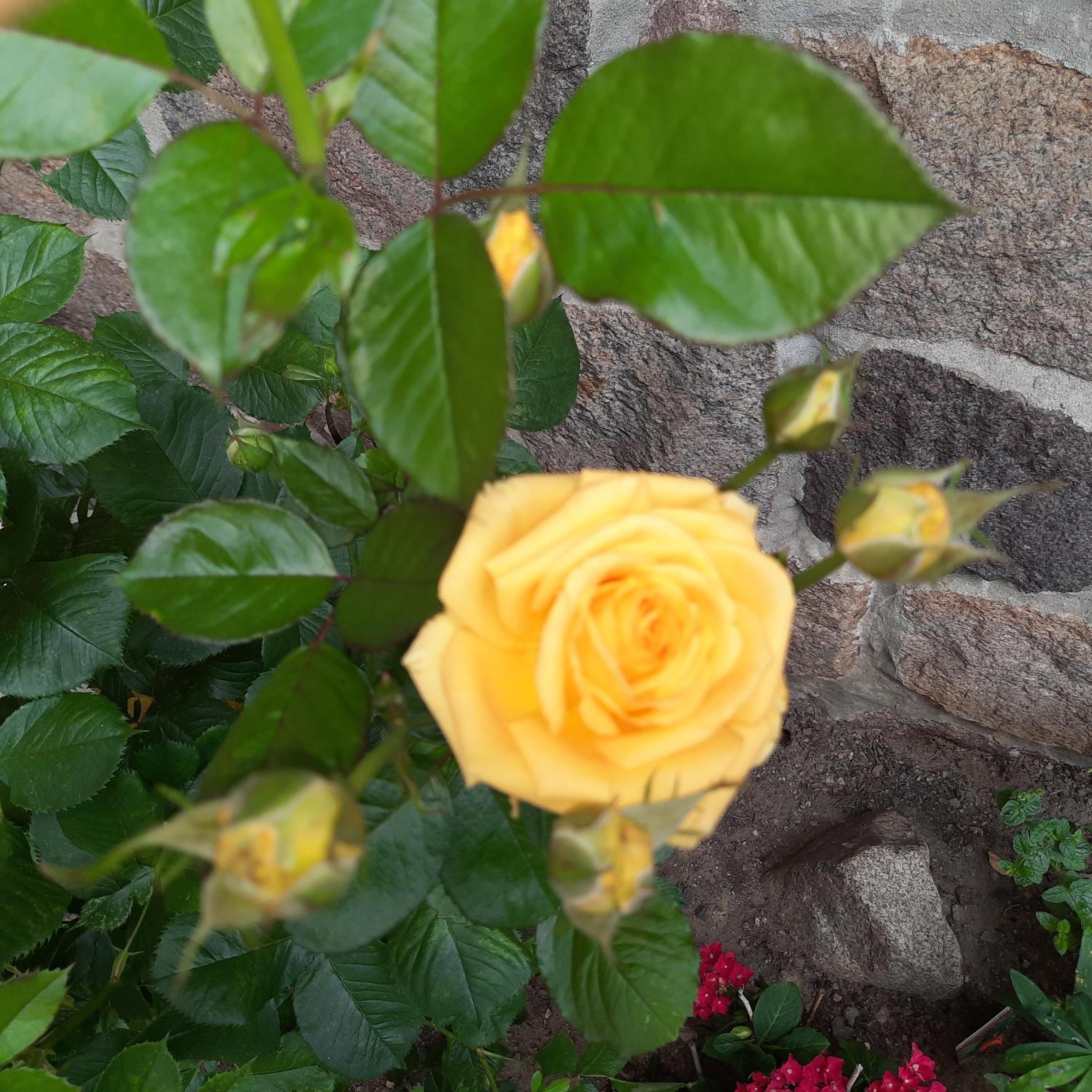 Photo 63