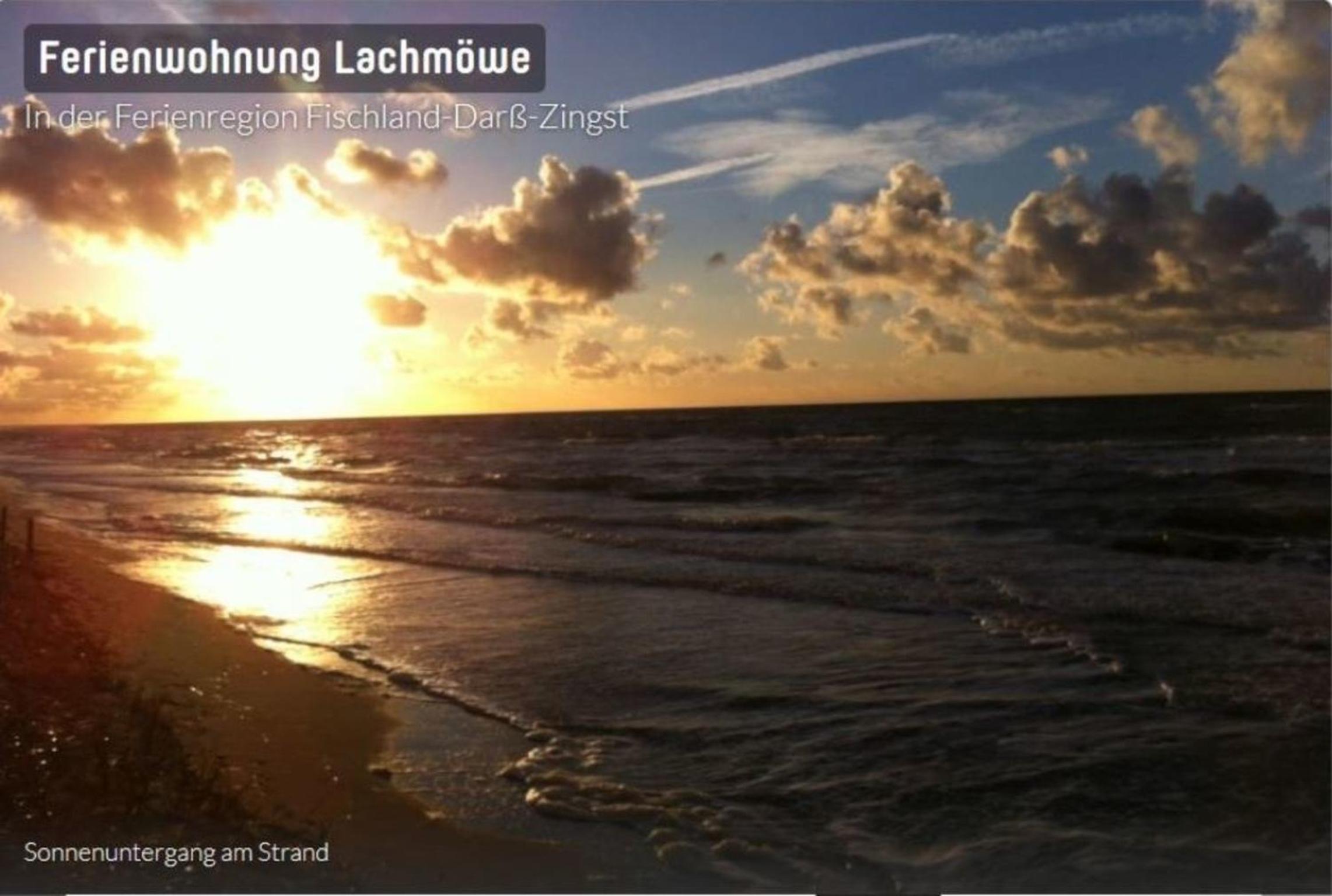 Lachmöwe App 35