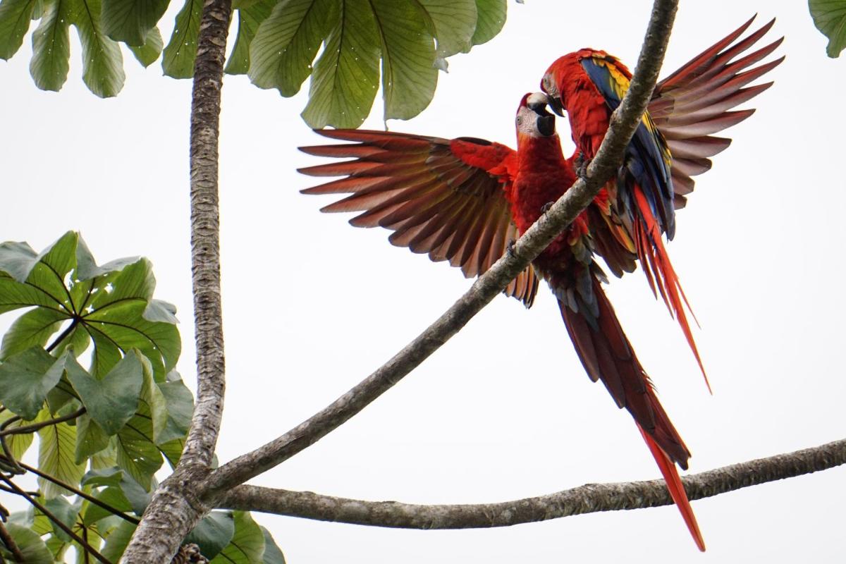 Toucan Escape