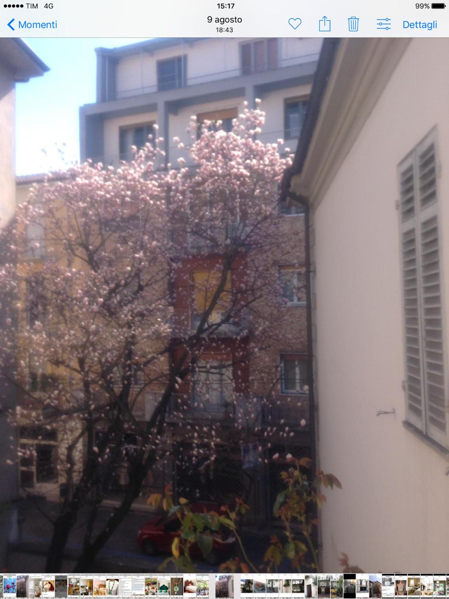 Magnolia view 3