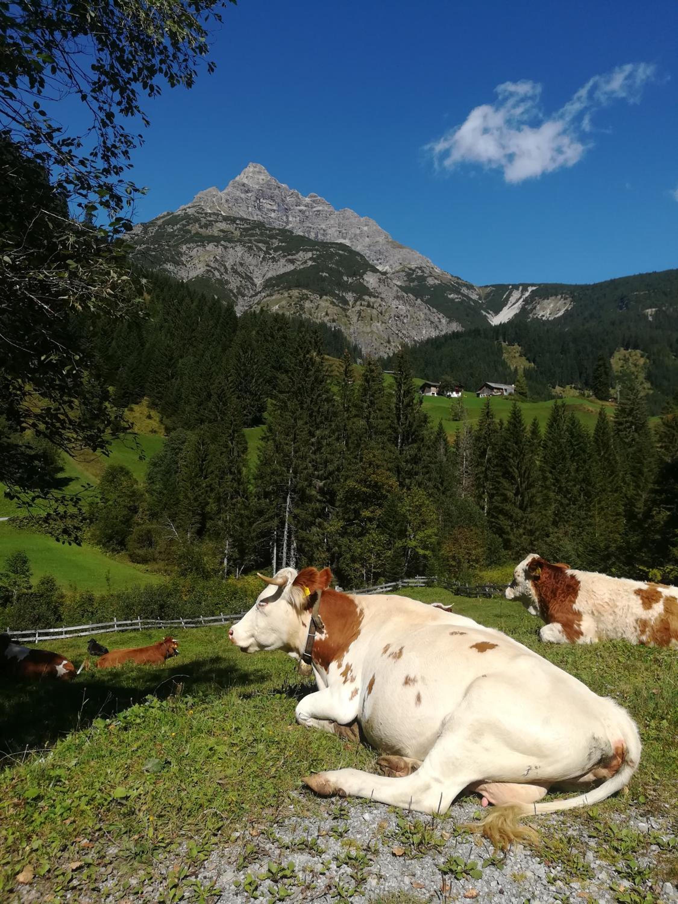Apart-Alpin