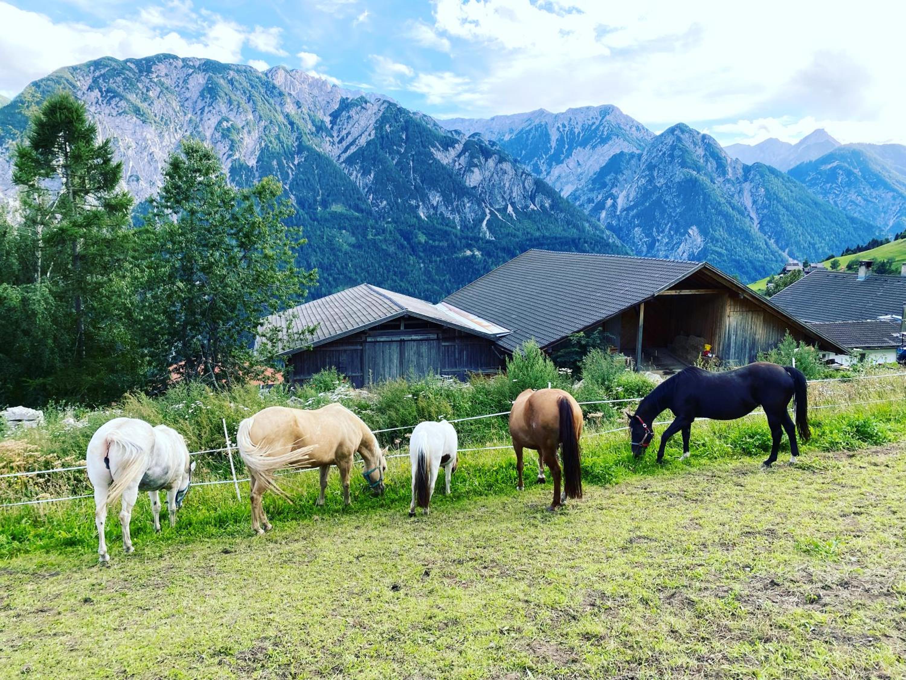 Southern Stables - Ruhe & Natur mit Pferden in Osttirol