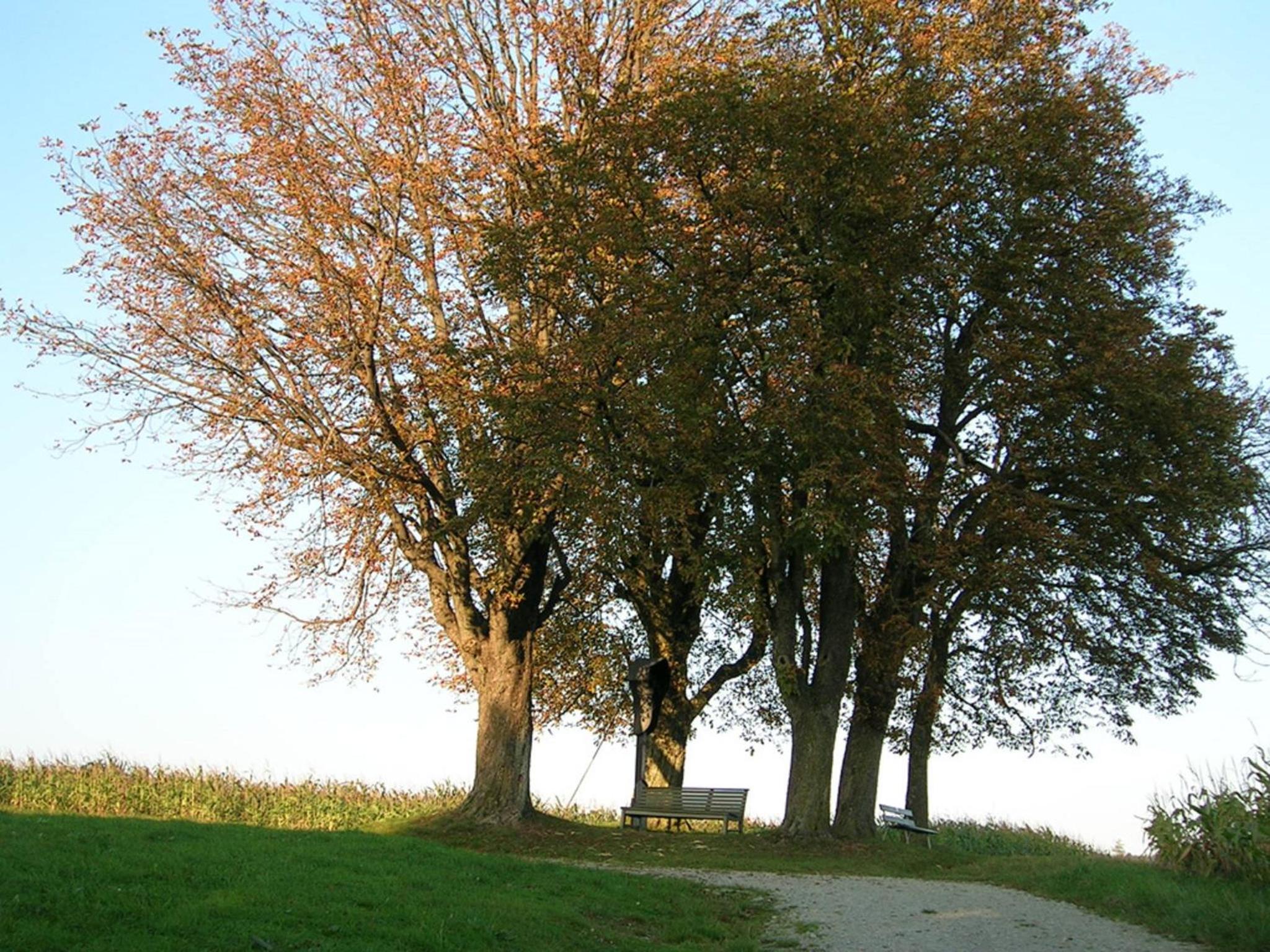 Mesnerhof, photo 13