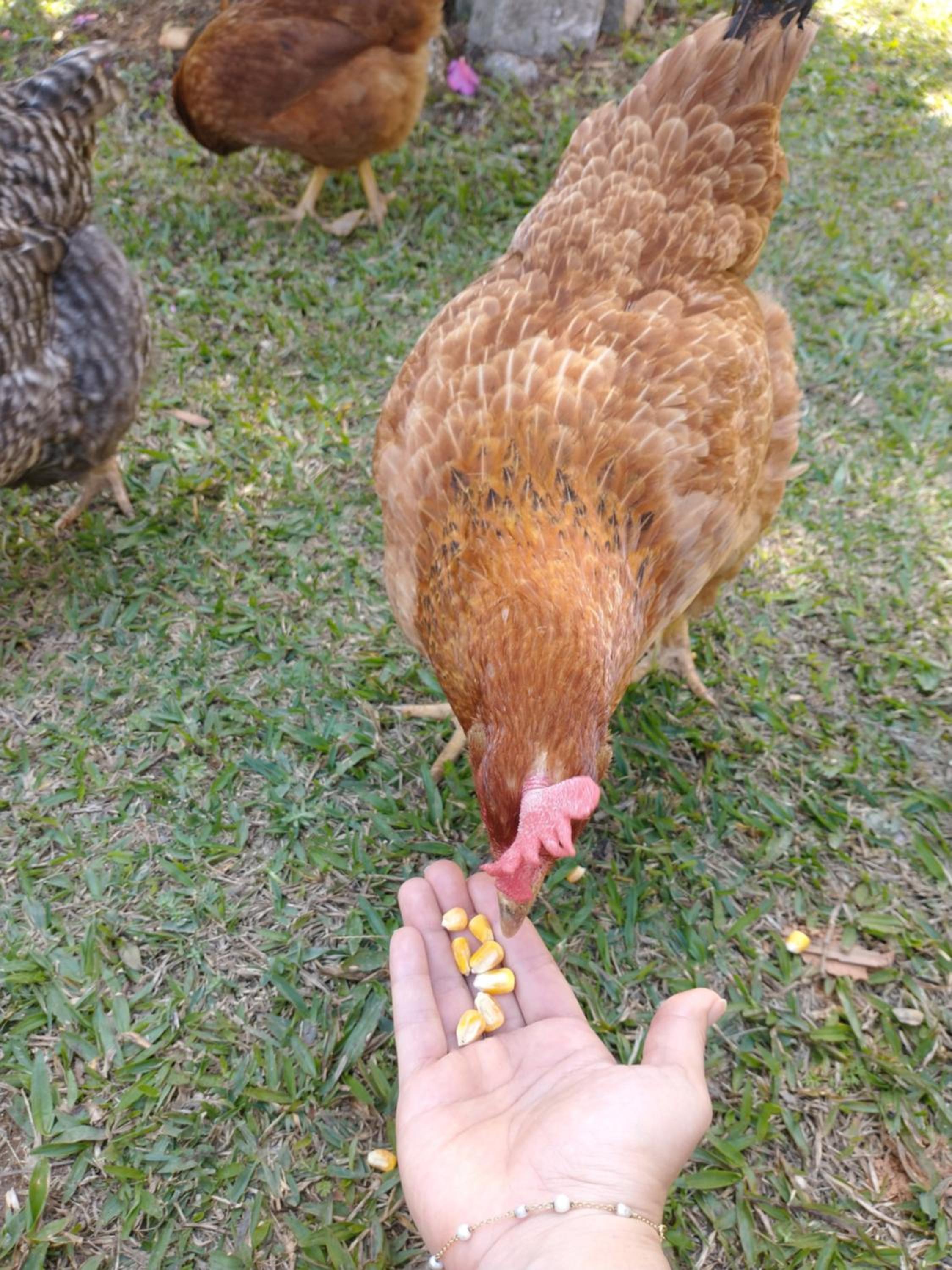 Pousada dos Anjos