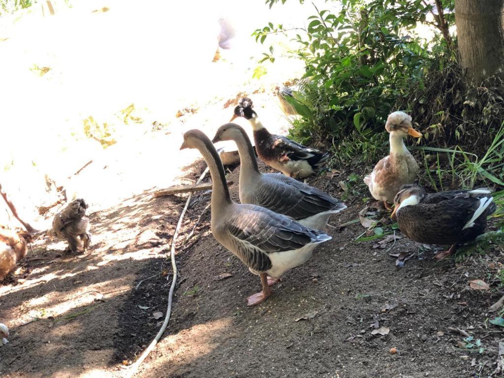 Casa de Campo - Chácara - Lagoa dos Encantos